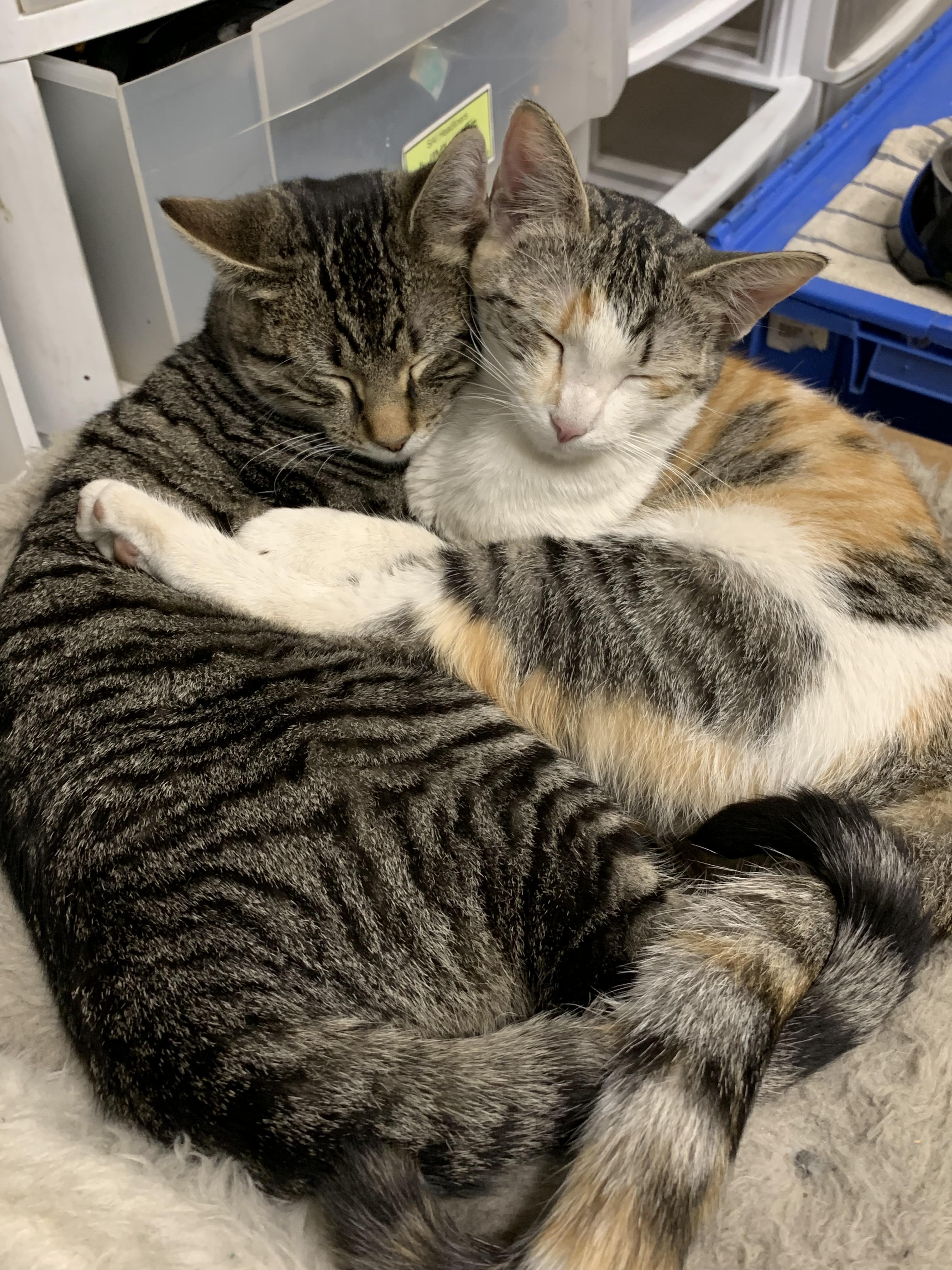 2 rescue cats from 2 different litters. I love how much they love each other. r/aww