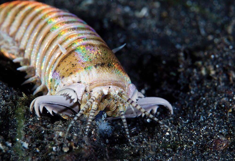 The Bobbit Worm is a terrifying species of bristle worm. It grows 6