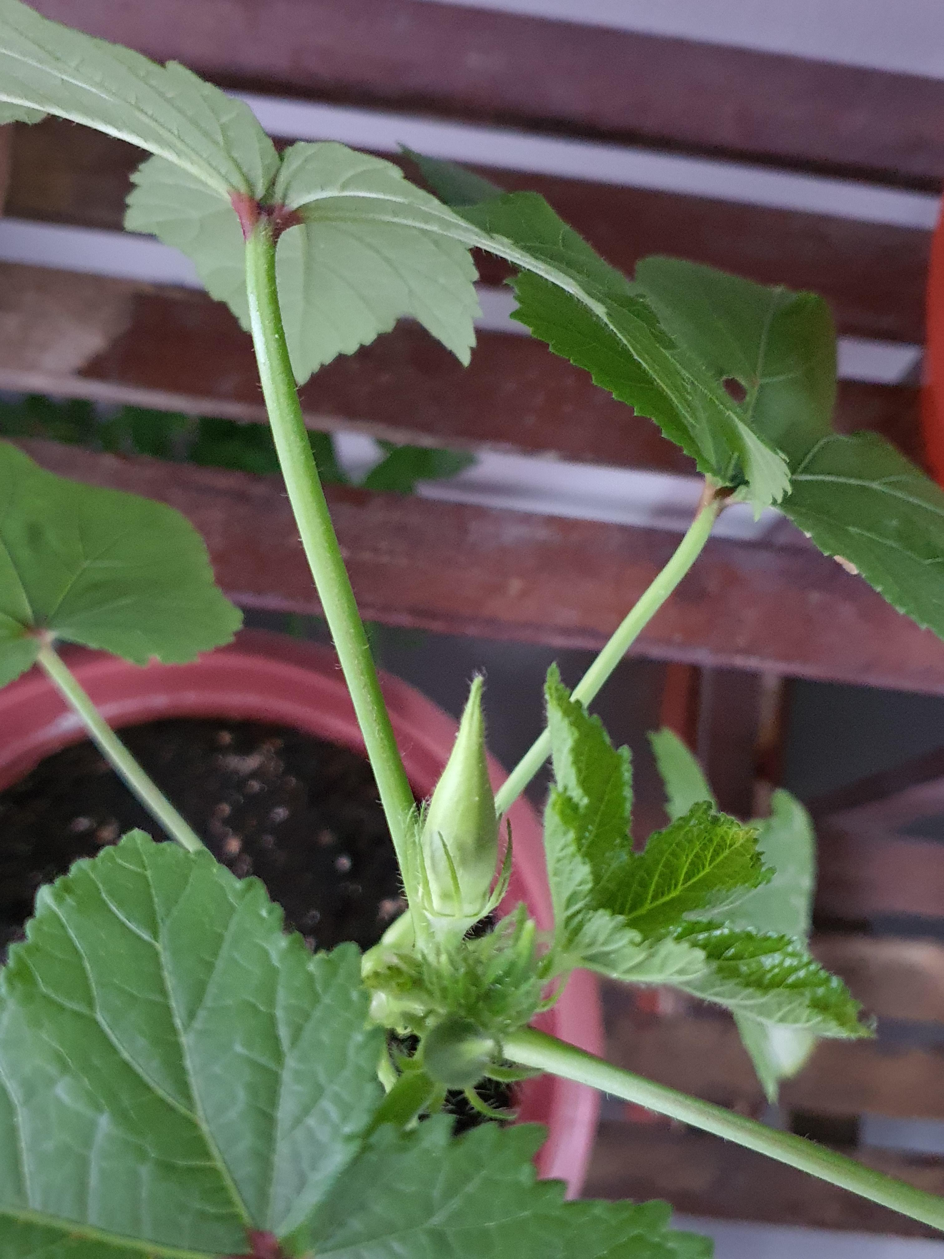 How long does it take for an okra bud to bloom? It has been like this