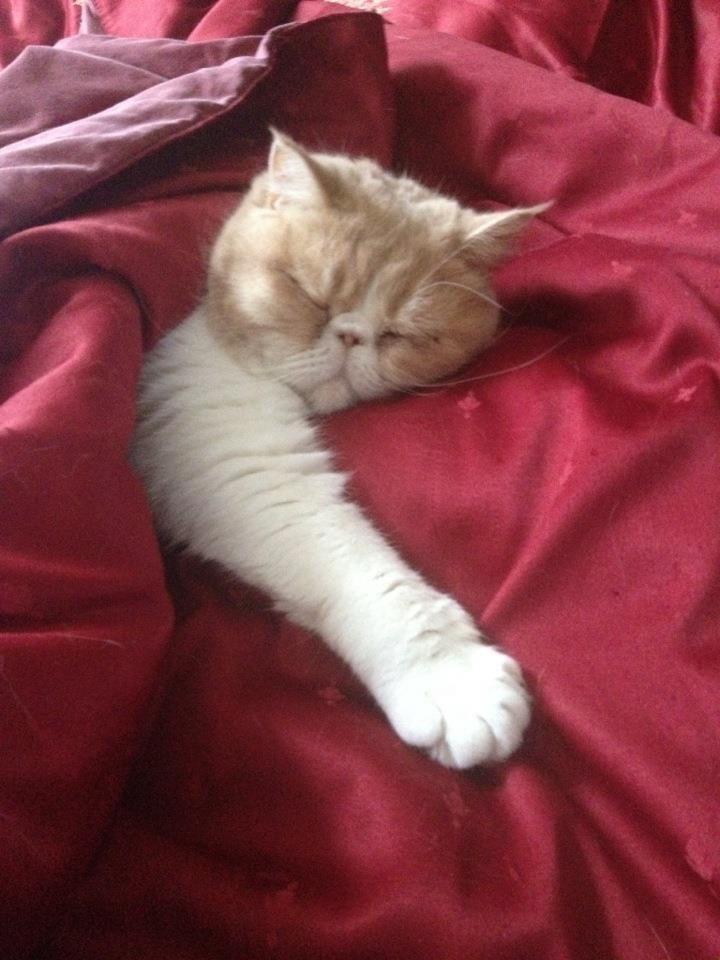 All that fluff, and he still needs to snuggle under the covers! r