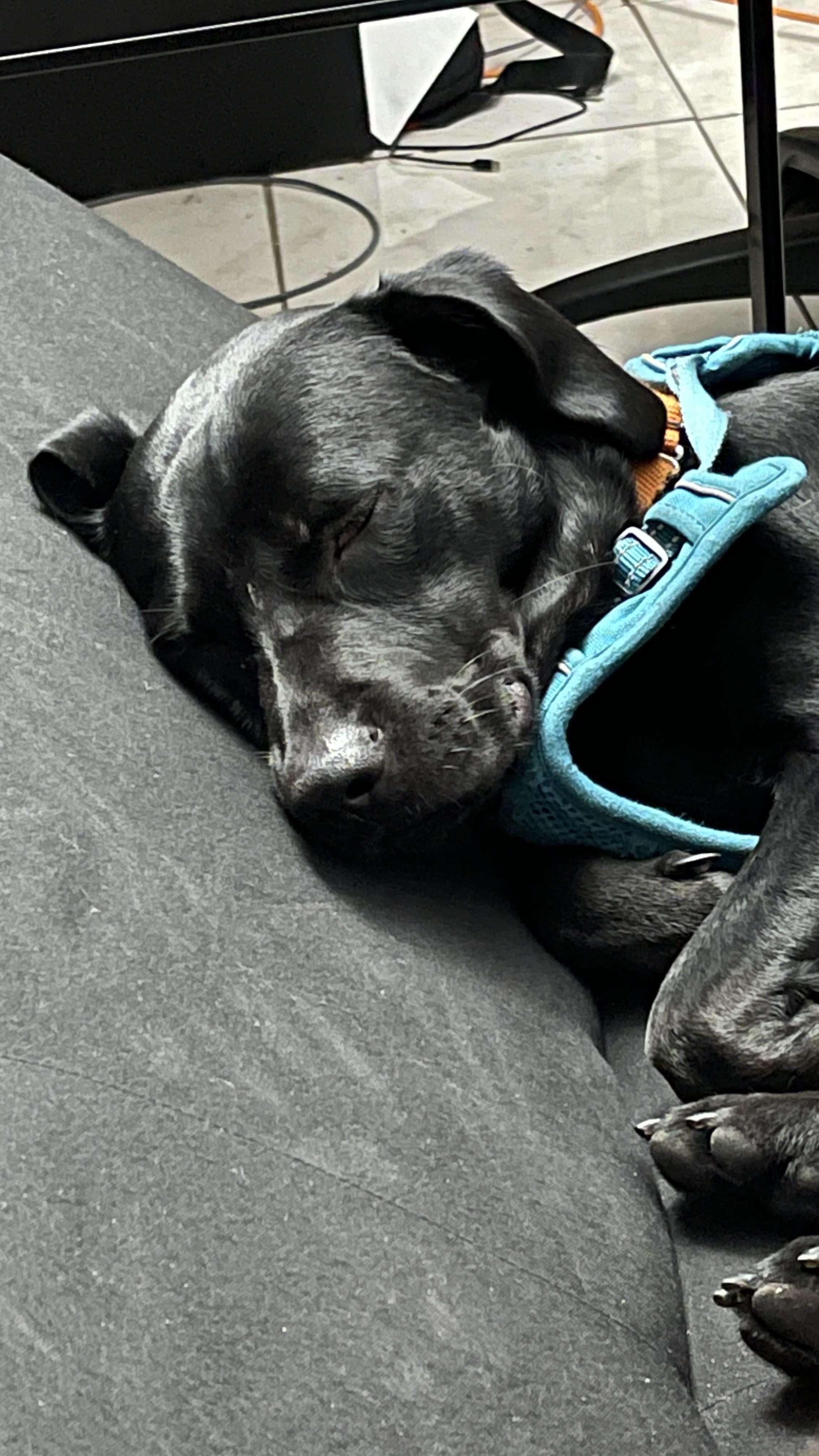 My dog, Loki, in one of his rare moments of not being hyper r/pics