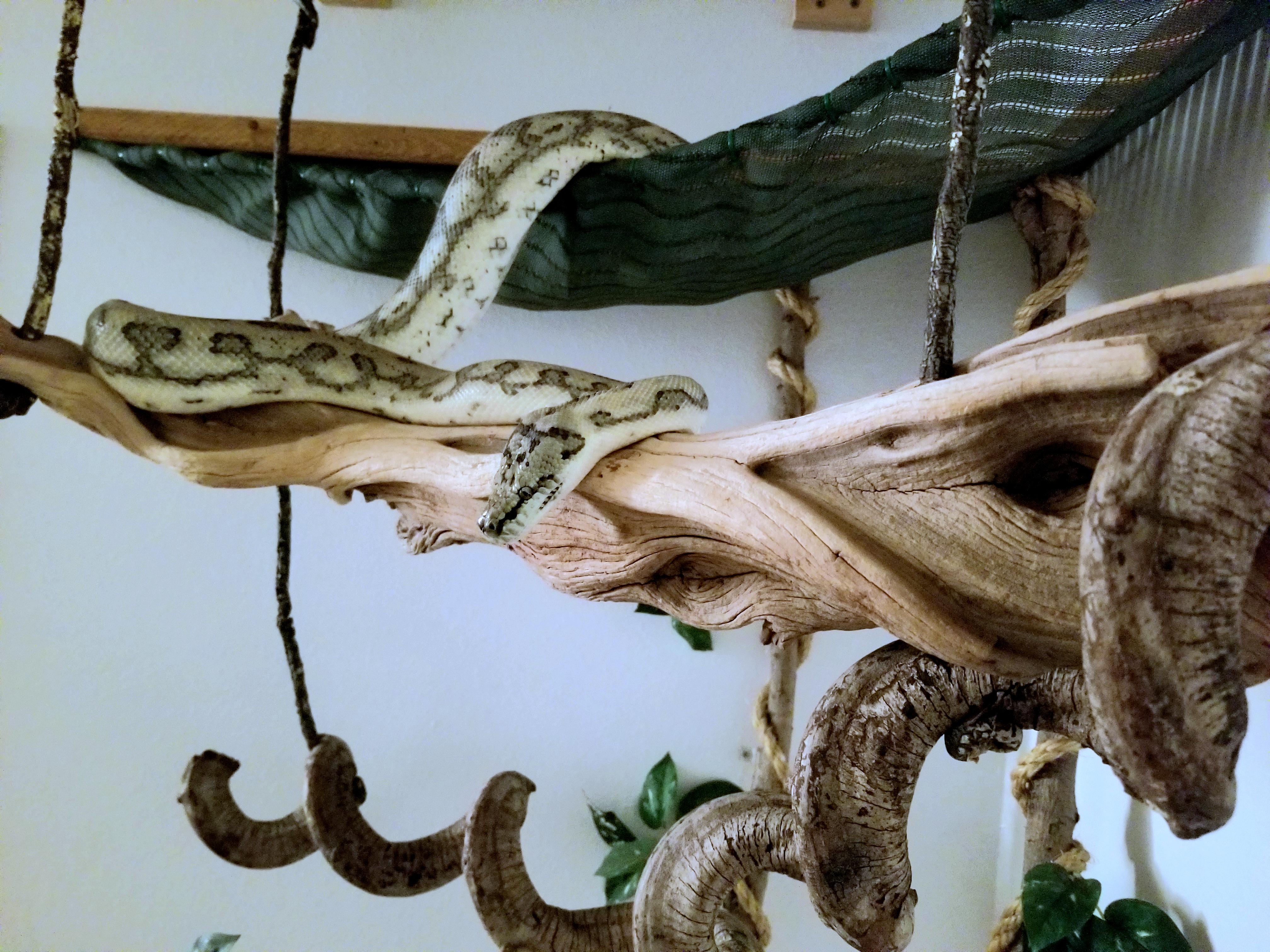 Here is my snake enjoying her new enrichment junglegym. r/snakes