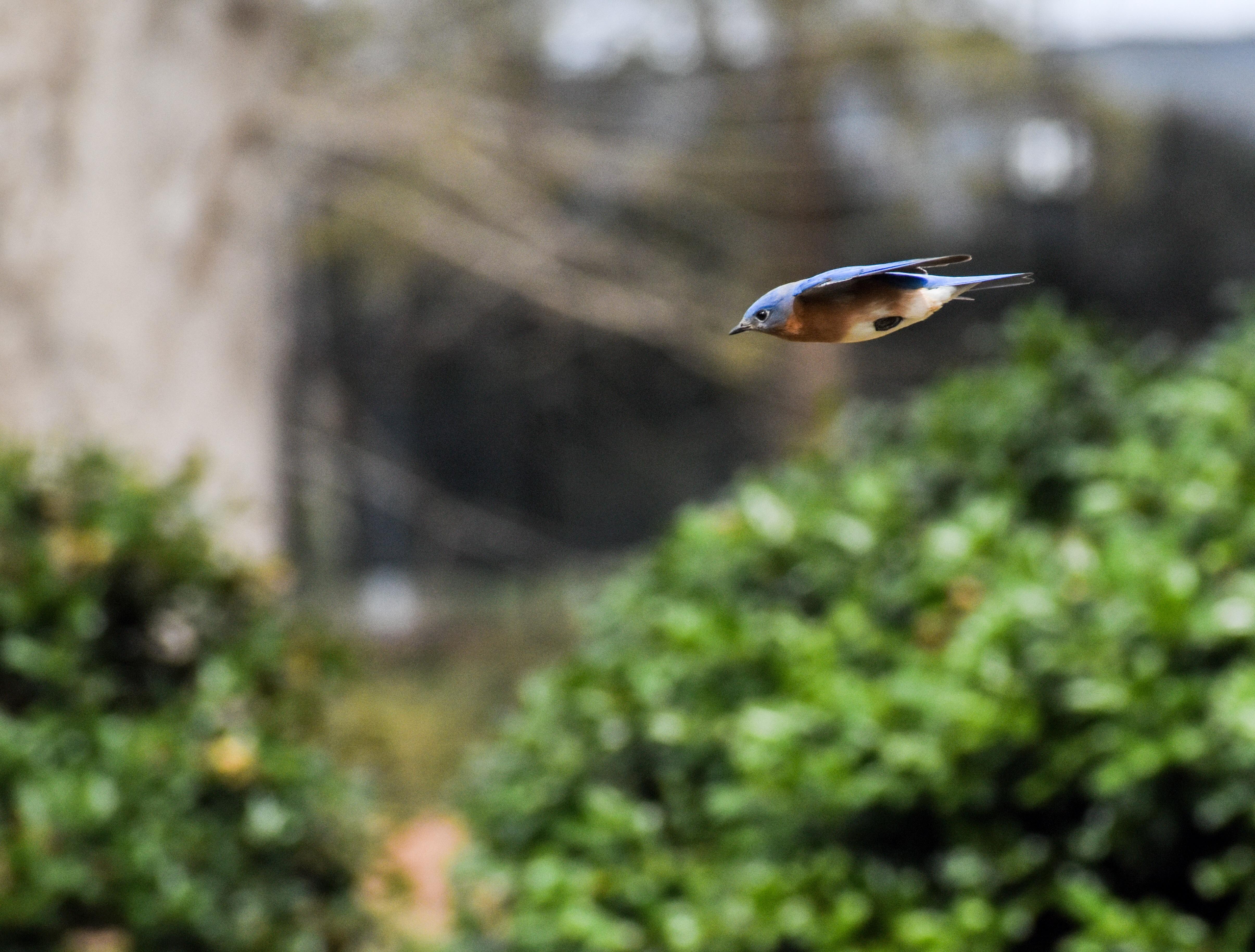 Took a picture of a bird midzoom. r/PerfectTiming