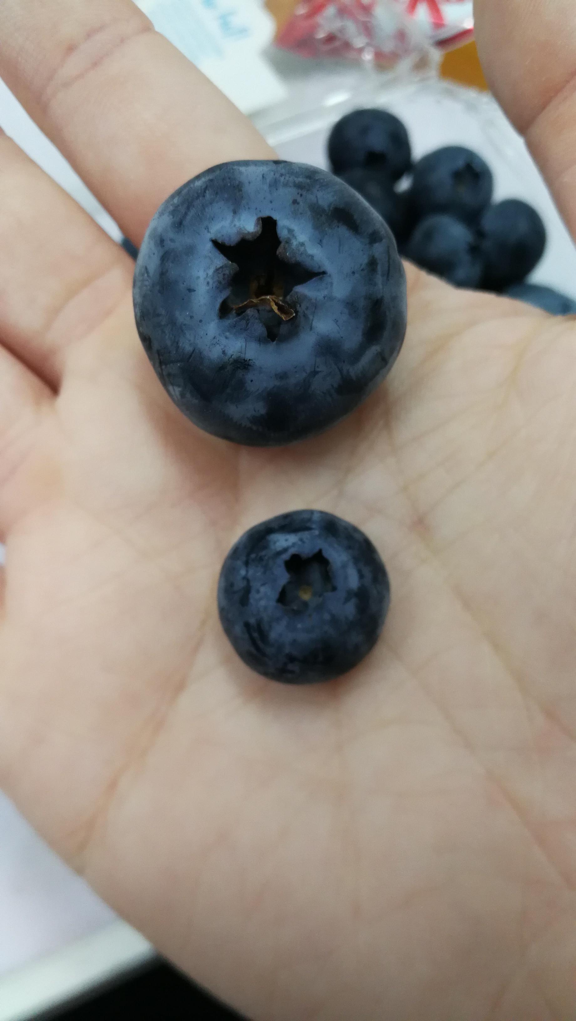 In awe of this blueberry. Regular blööb for size comparison. r