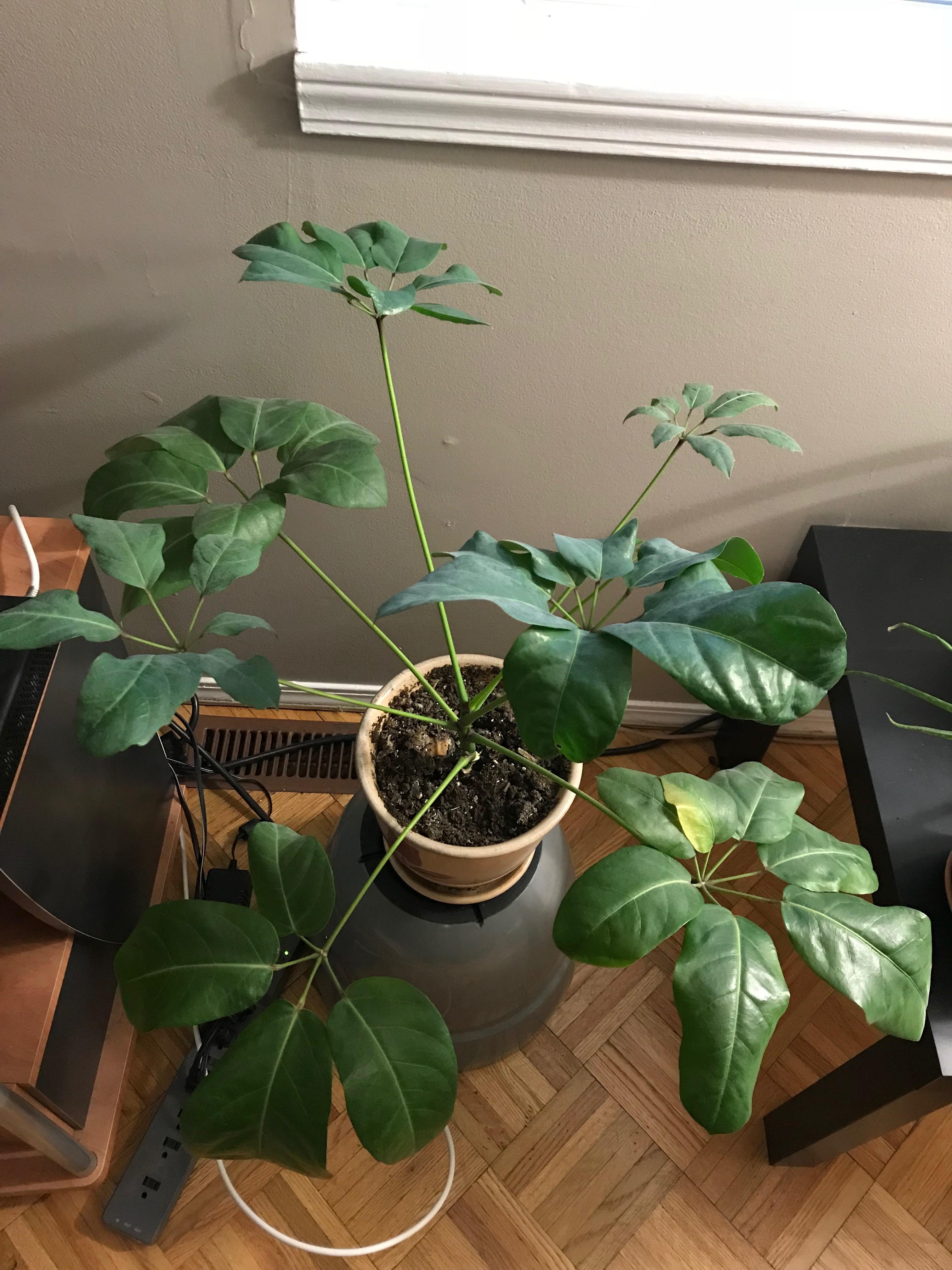 Can someone please ID this indoor plant located in the Pacific