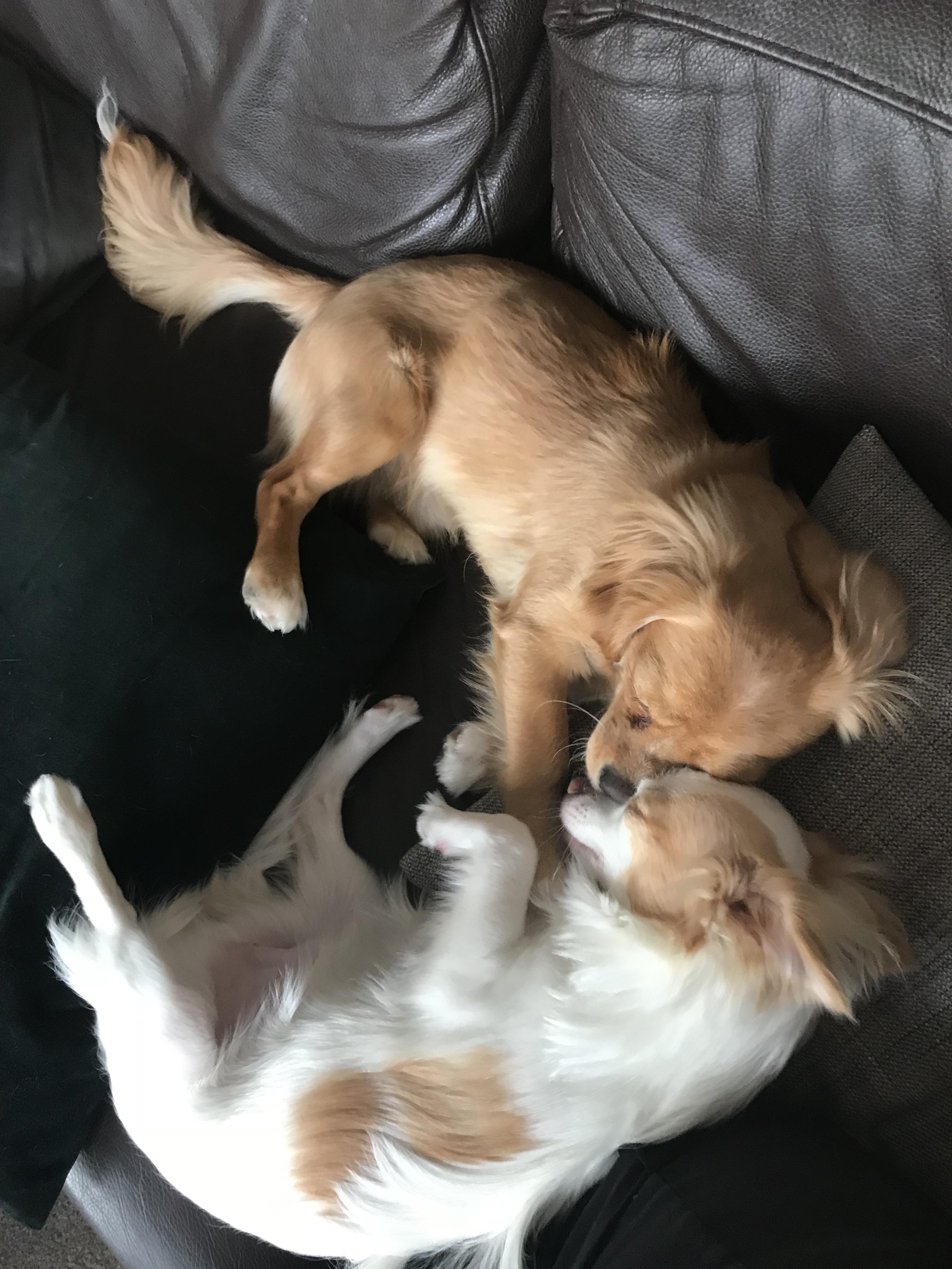 My chi puppy has a bromance with the neighbours dog. They have play