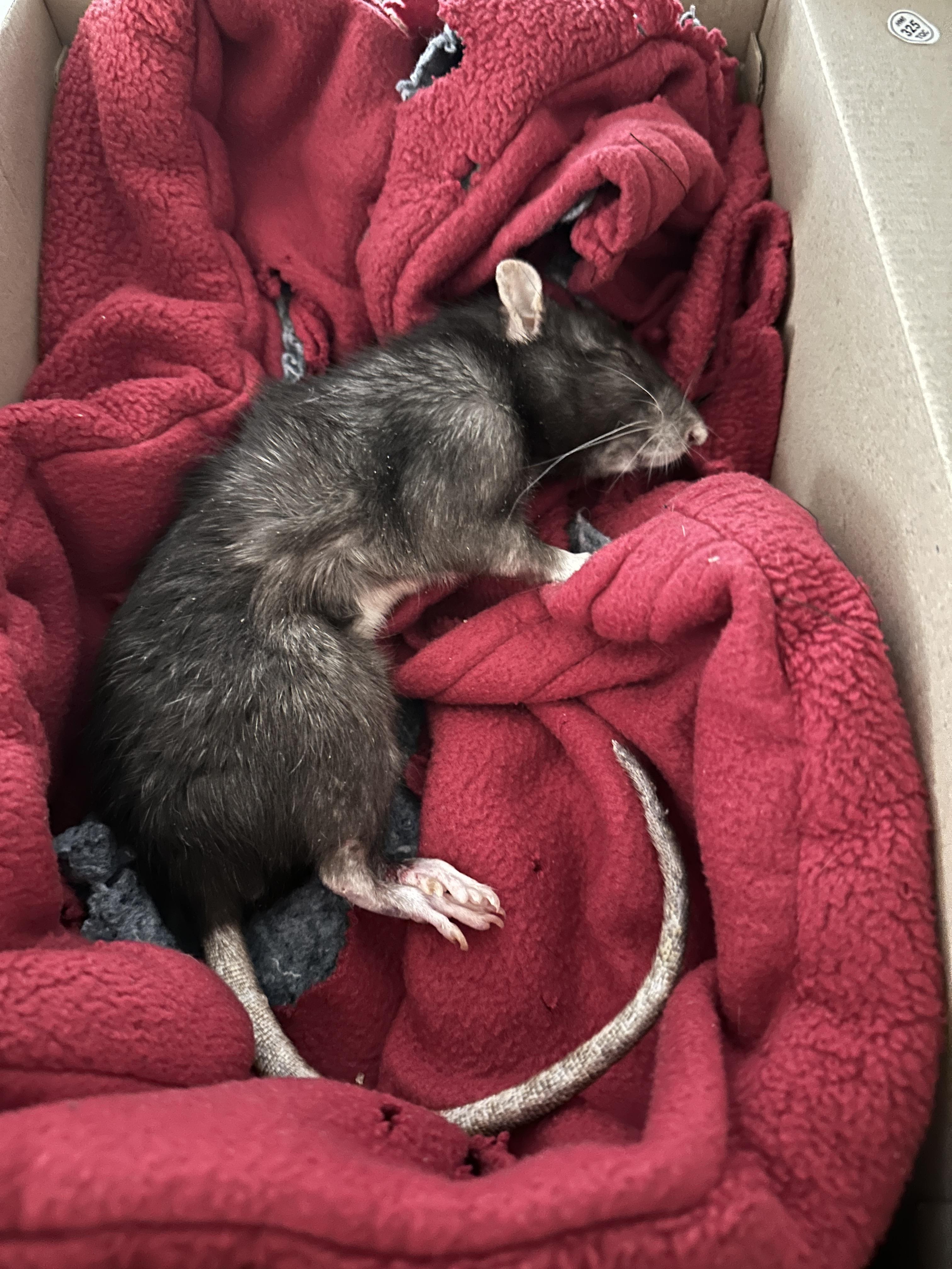 Time to leave r/RATS