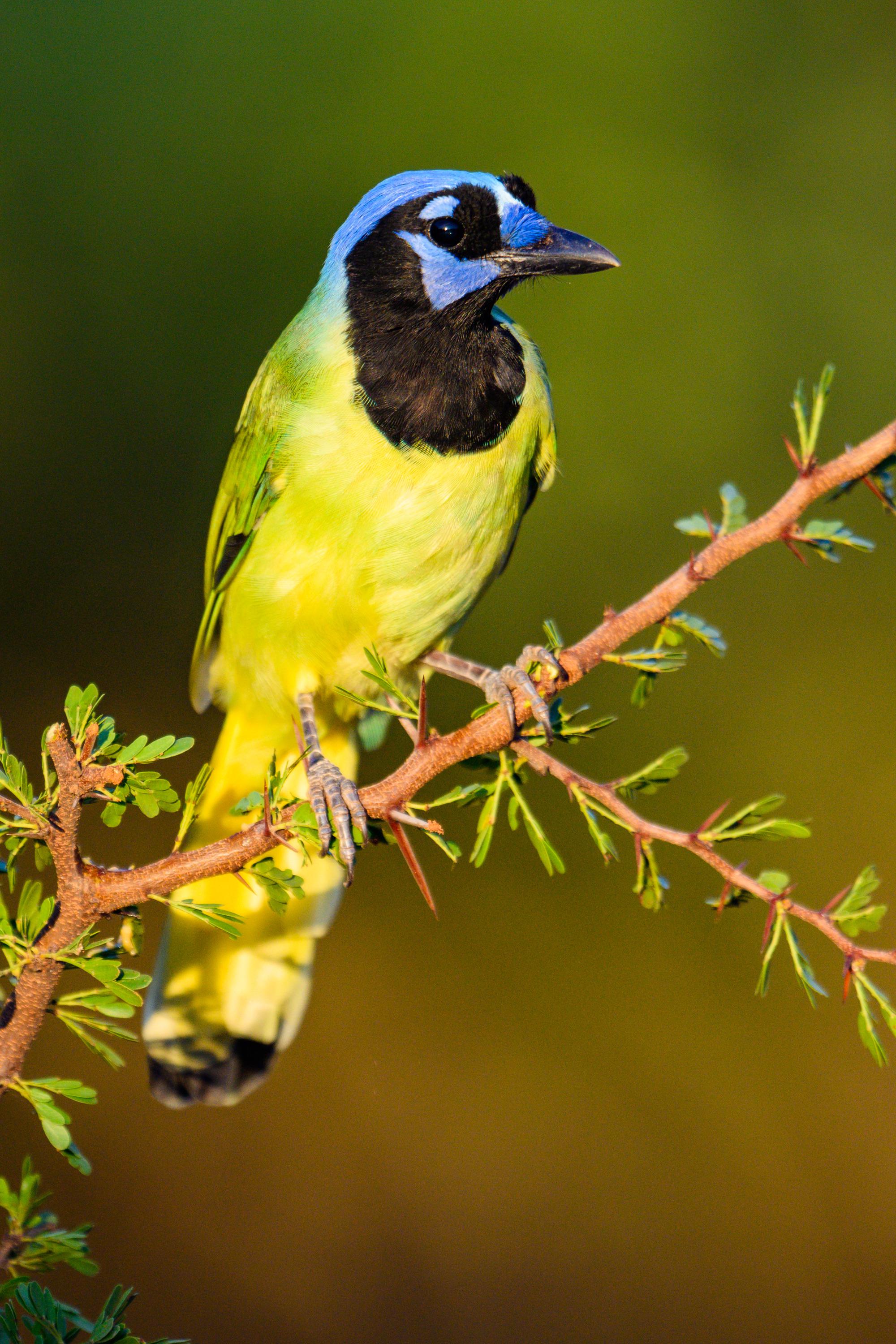 Green Jay South Texas Nikon Z7 500mm f/4 TC 1.4 700mm r/nikon