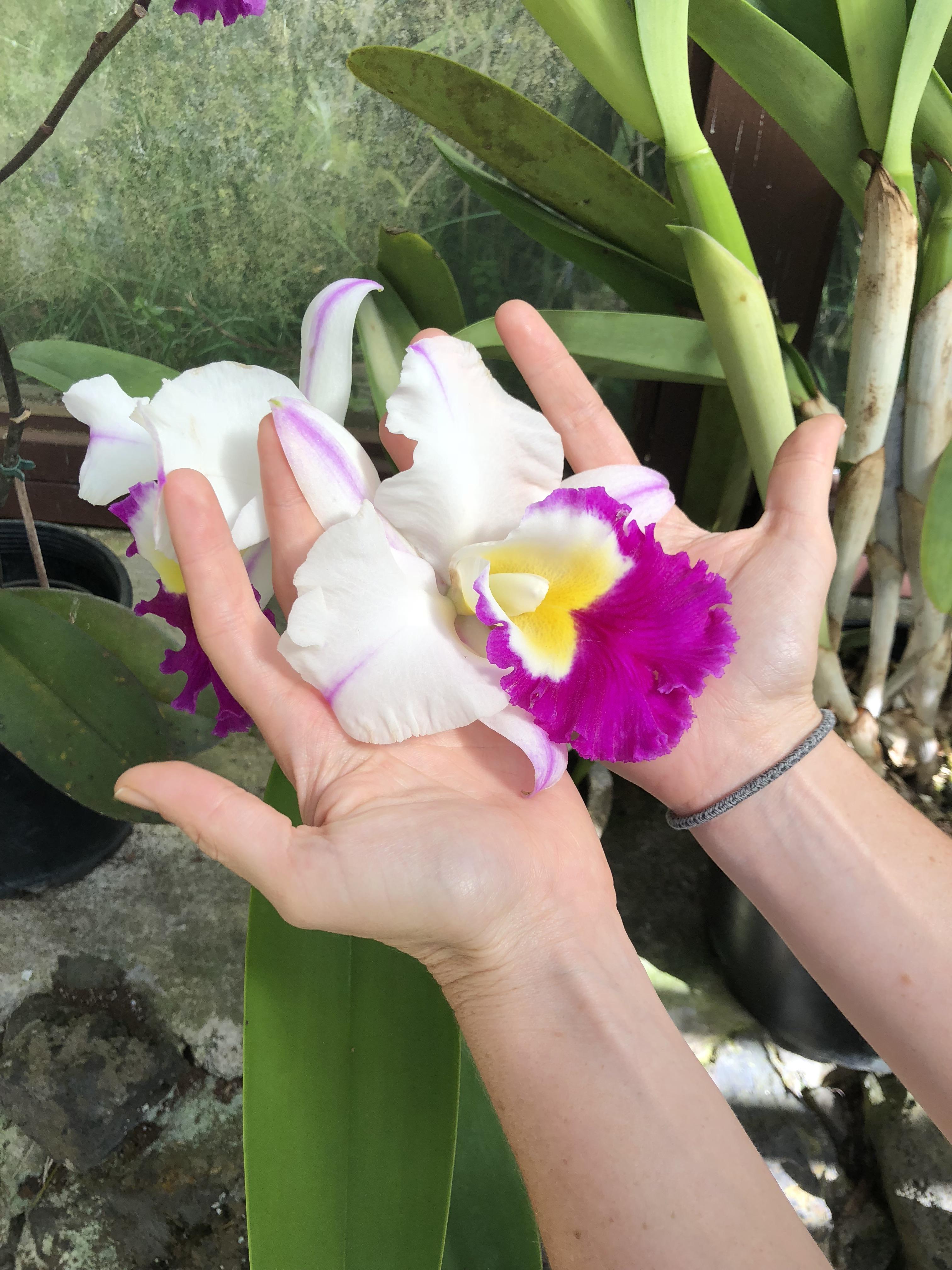 One of the biggest orchid blooms I ever ‘seent’ r/gardening