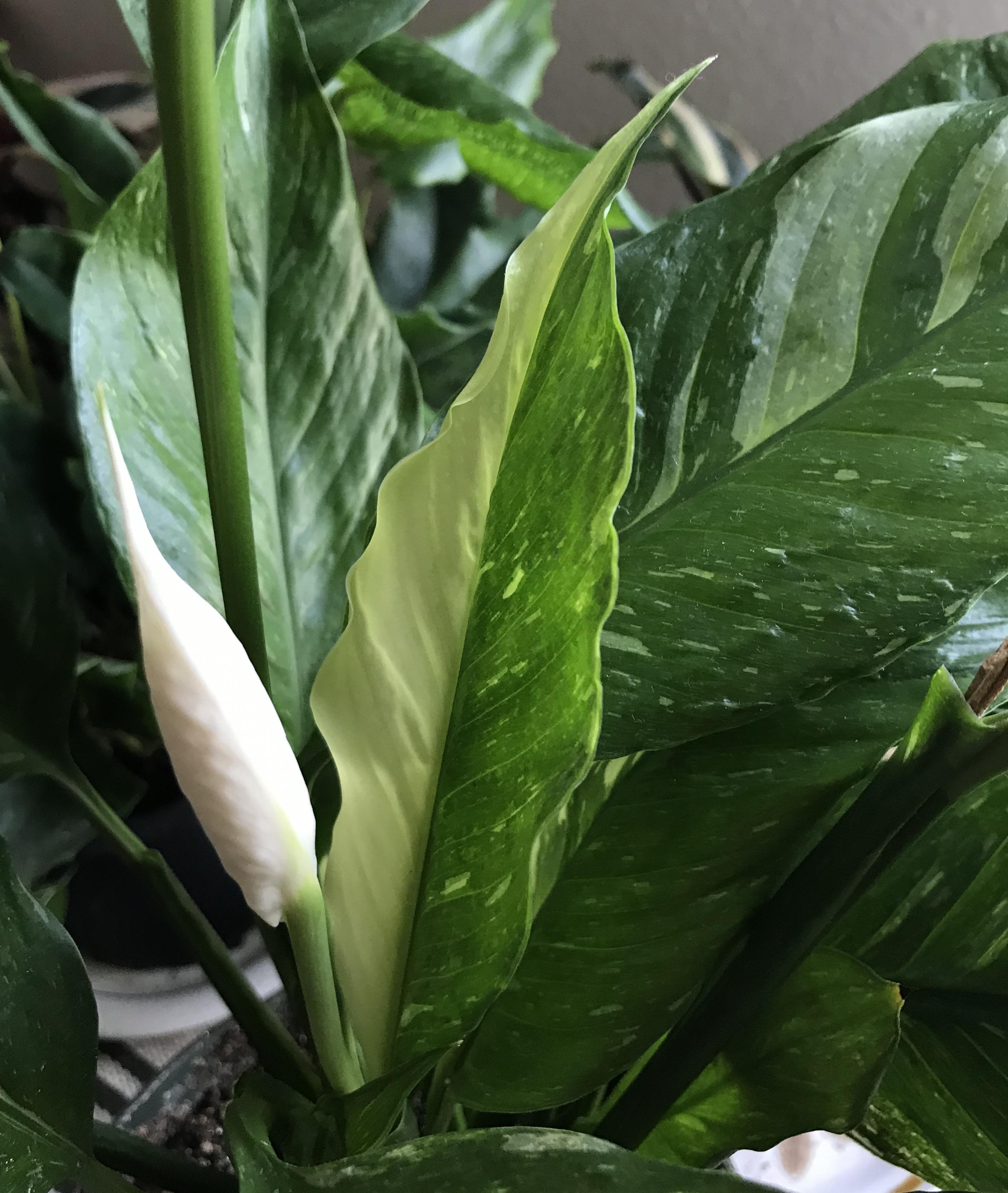the prettiest leaf on my variegated peace lily r/houseplants