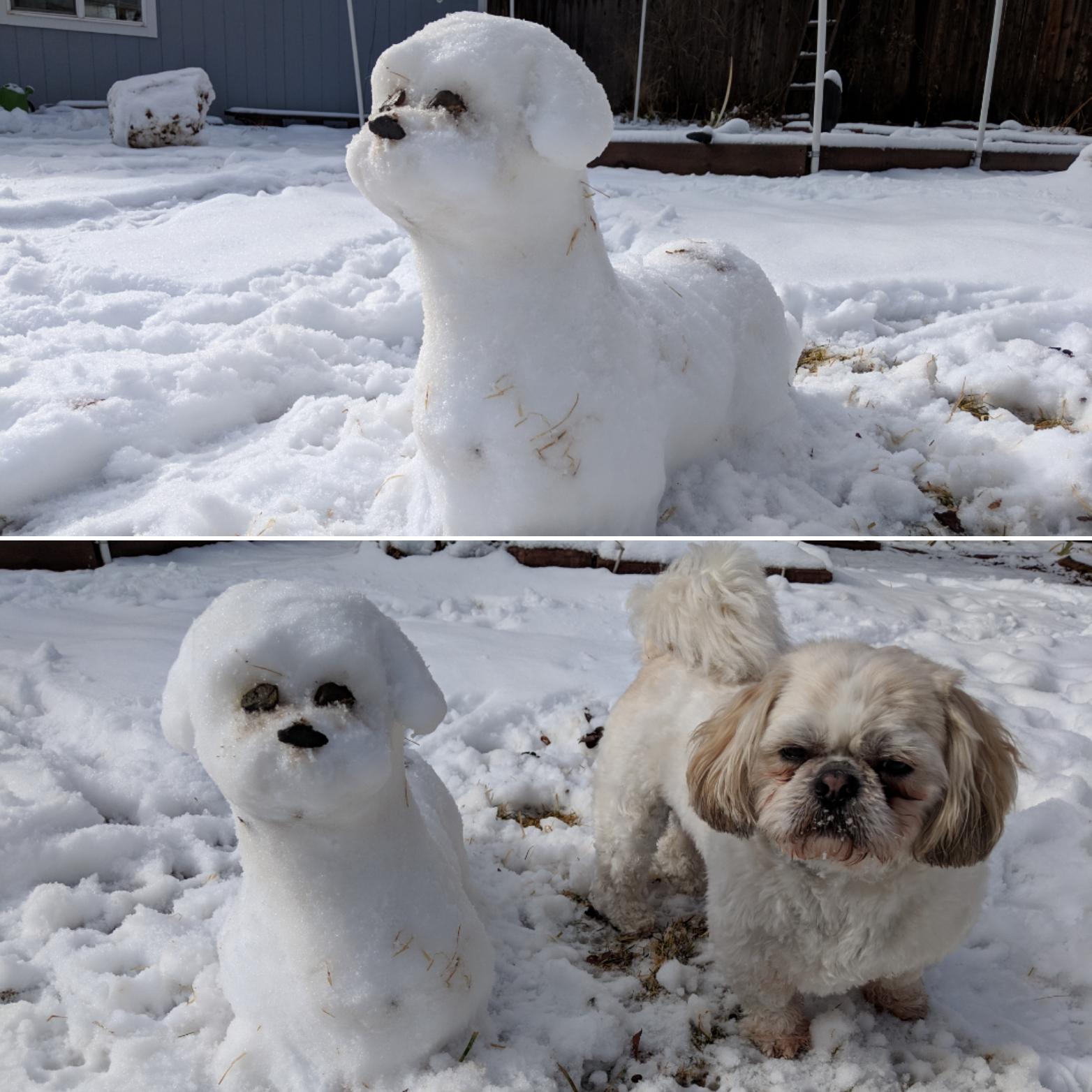 Made a snow Shih Tzu for Hin to play with. r/ExpectationVsReality