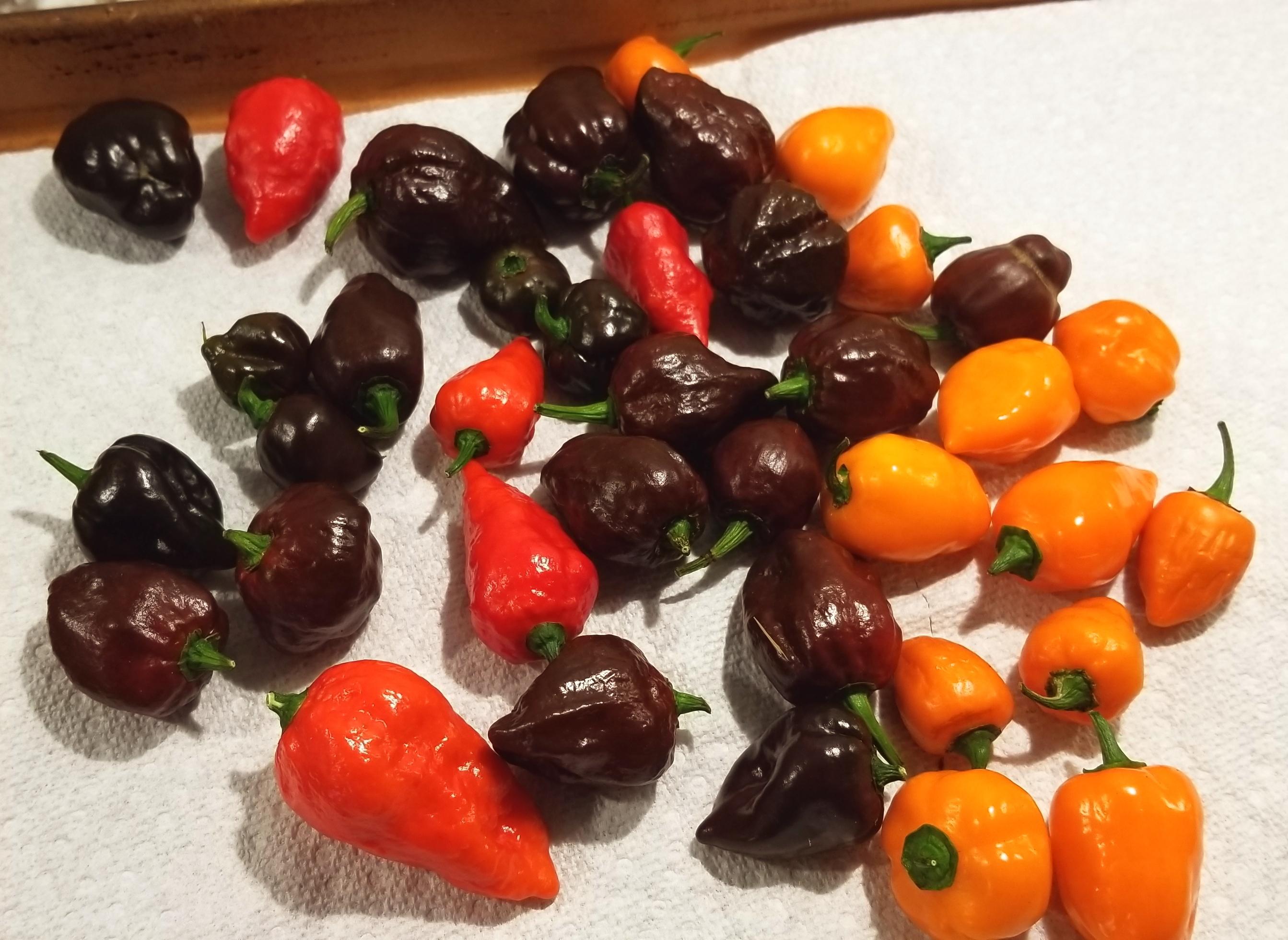 Assortment of fresh dangerous peppers at a friend's house. r/spicy