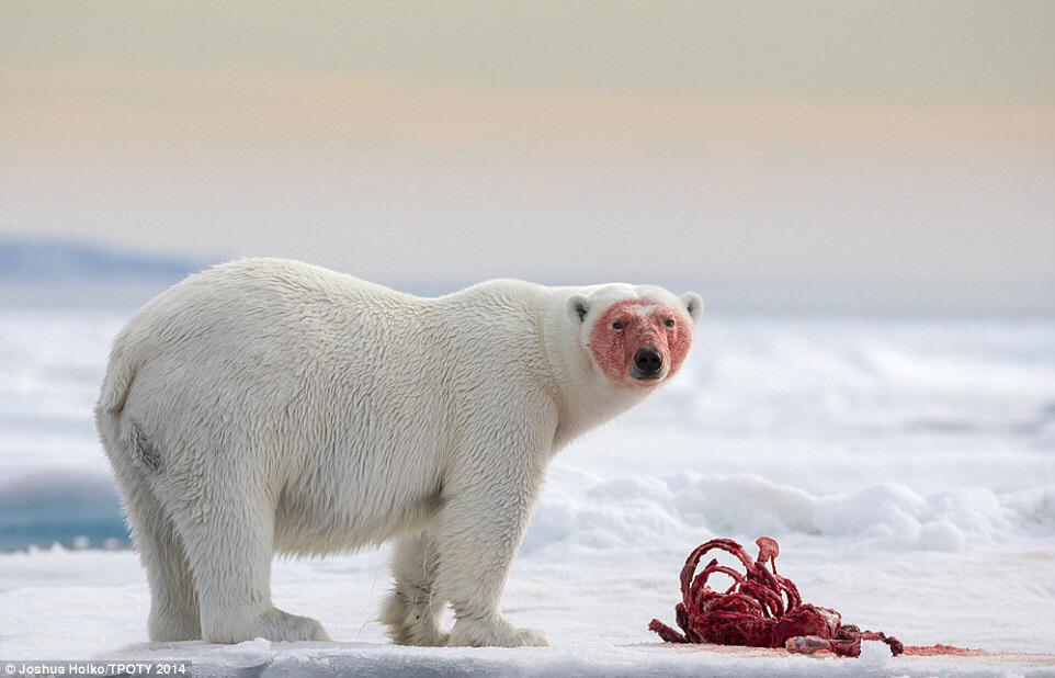 PsBattle A polar bear just after it devoured a seal in Svalbard
