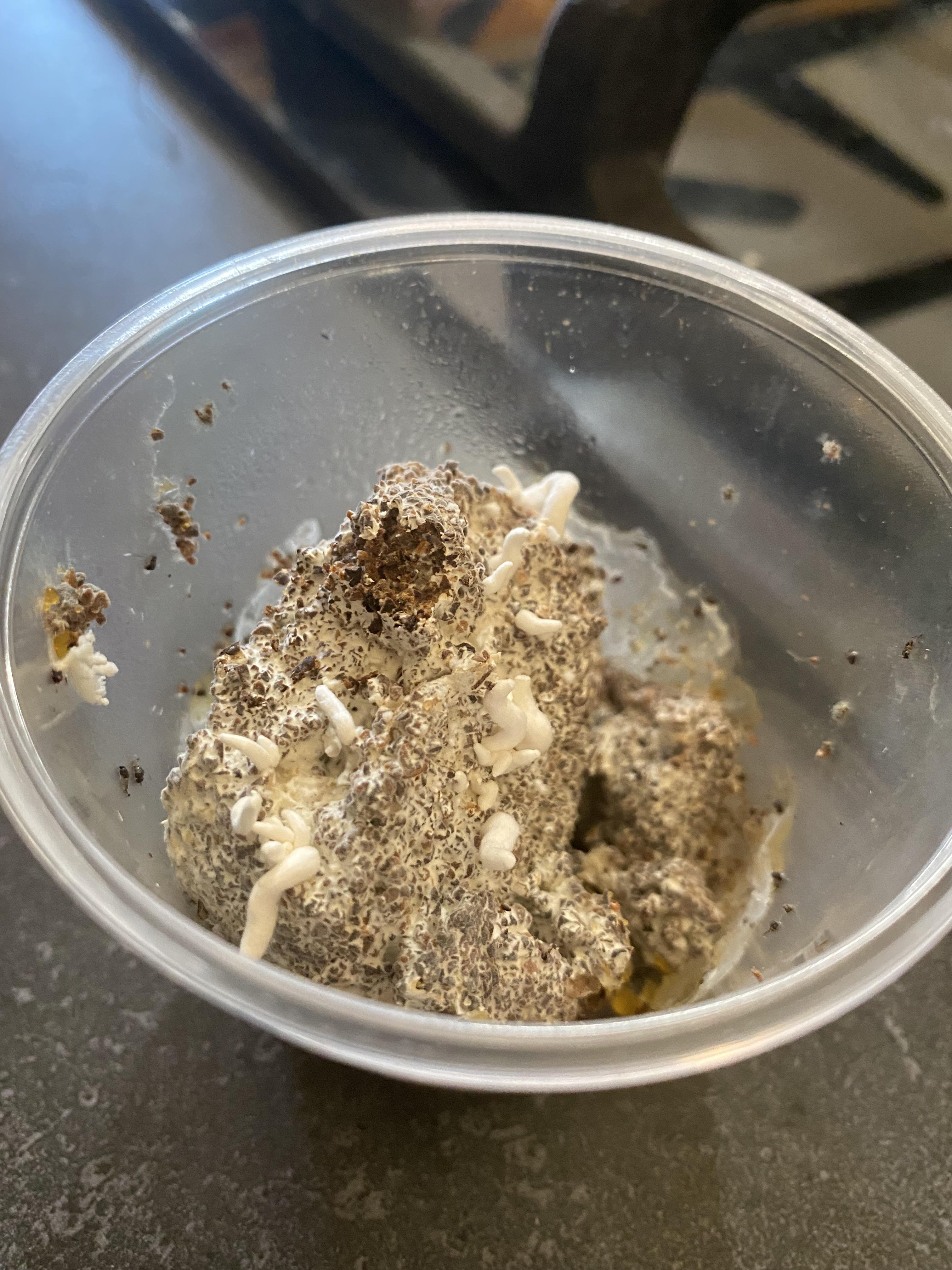 Threw a mushroom into coffee grounds, now I have pins r/experimyco