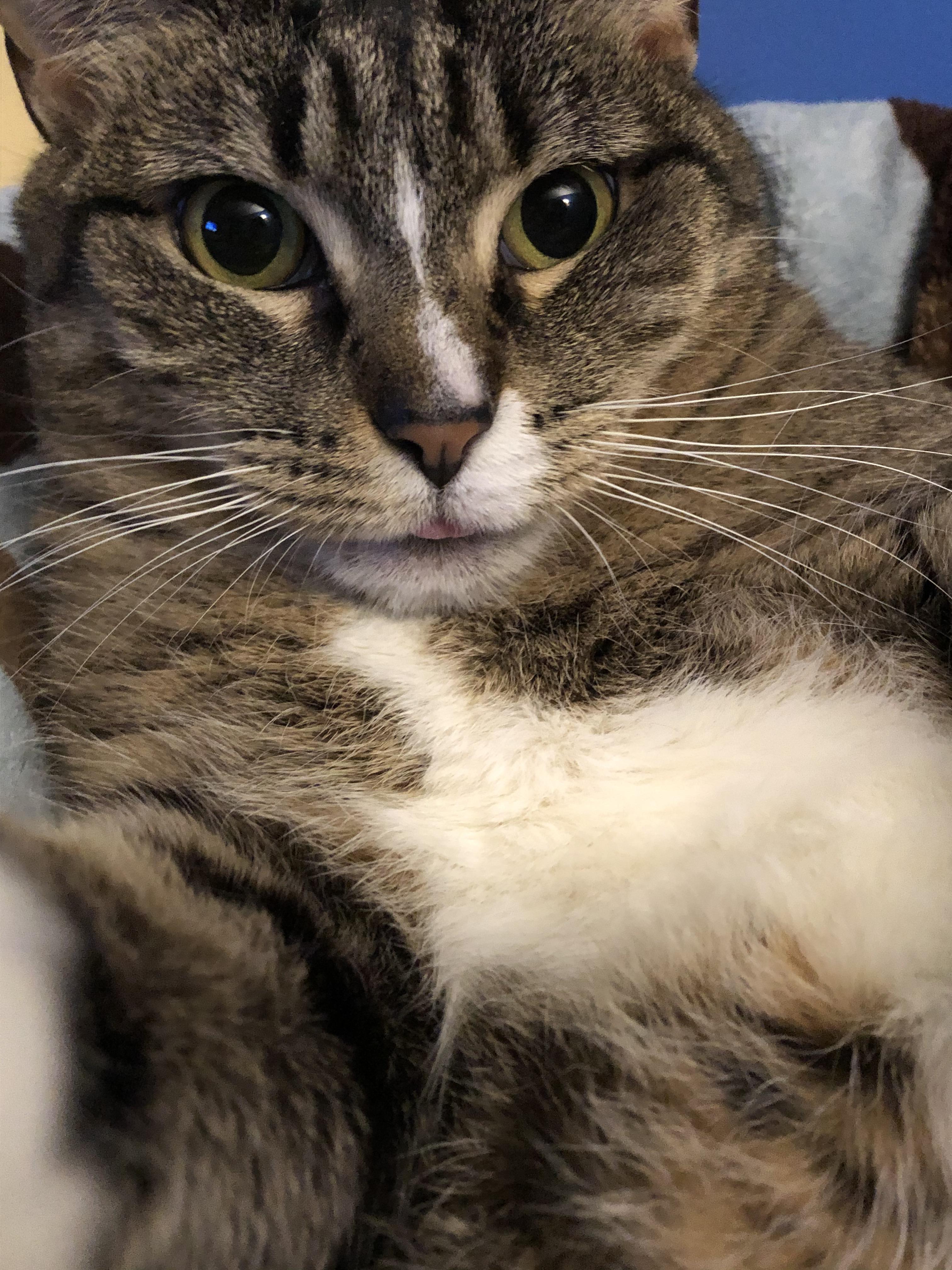 my cat Cilantro doing a tiny little blep Blep
