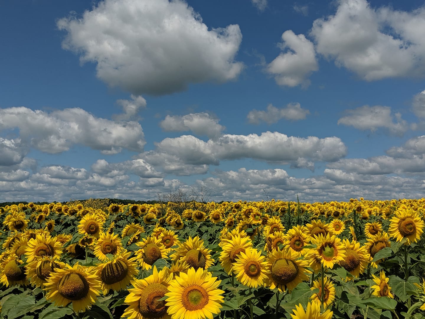A sunflower maze has been planted near Fukushima. Sunflowers are