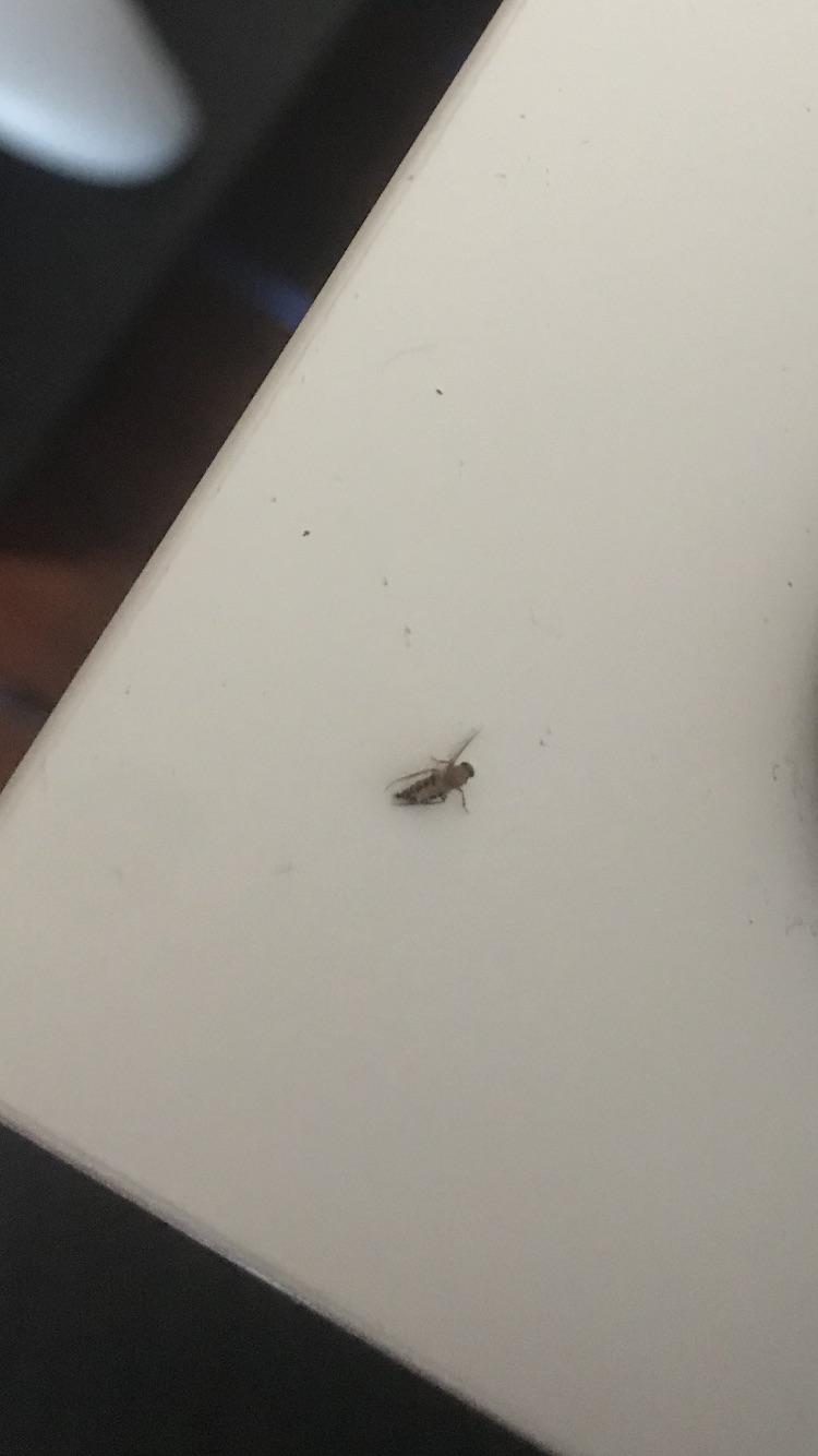 Trying to identify these guys, not sure if they are fruit flies or