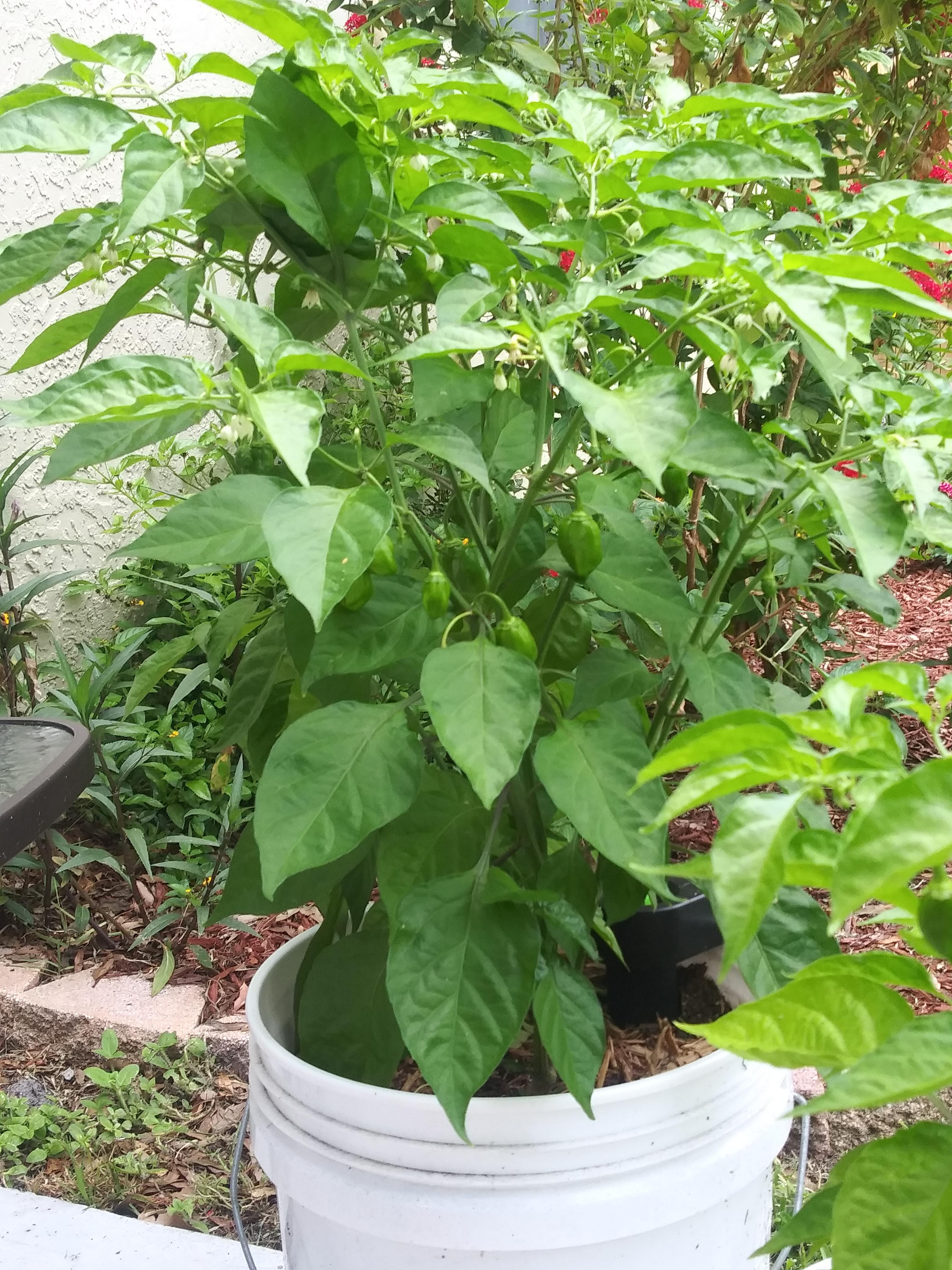 I have too many too many plants in big pots. I know 5+ gallon is