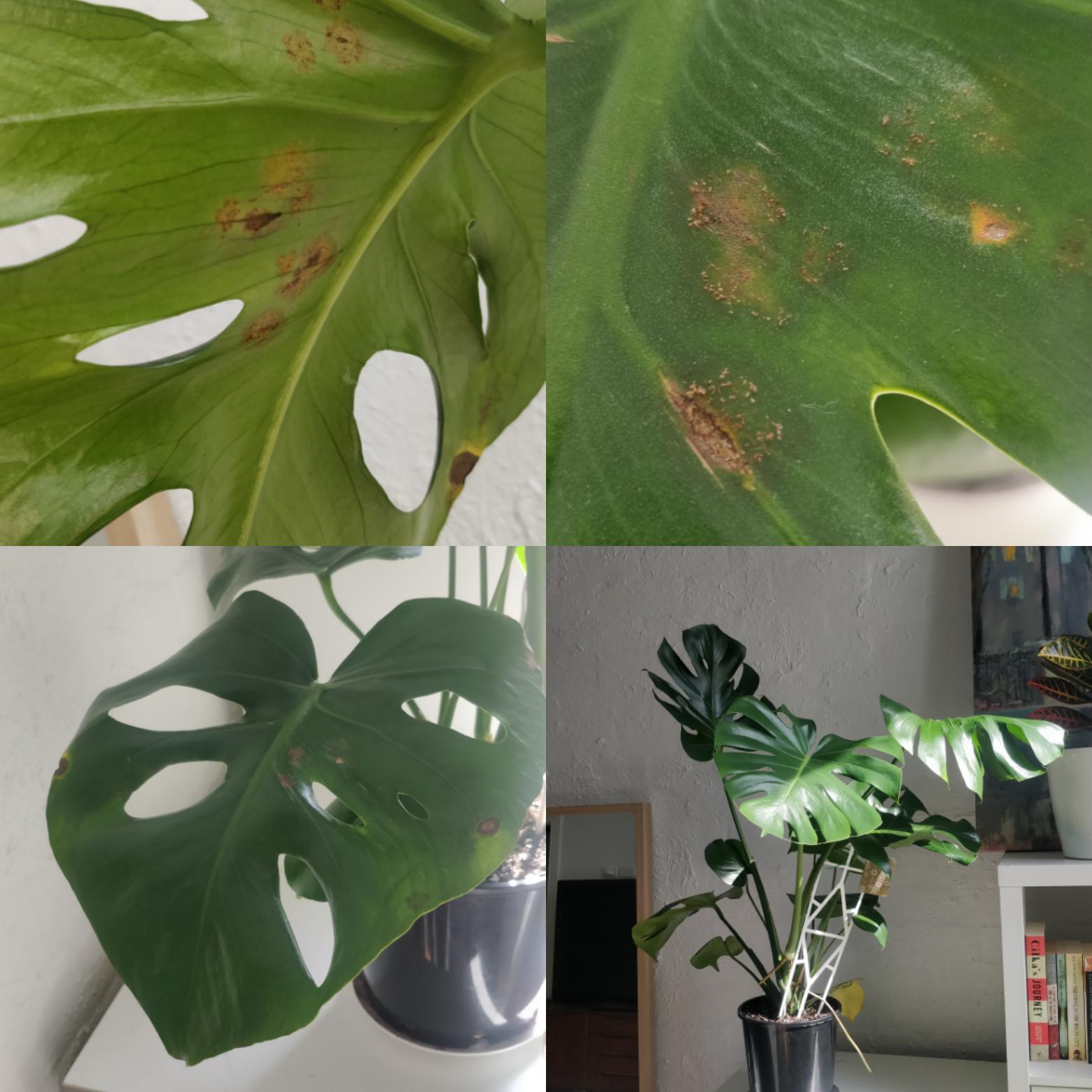 Bugs(?) on my beautiful monstera r/plantclinic