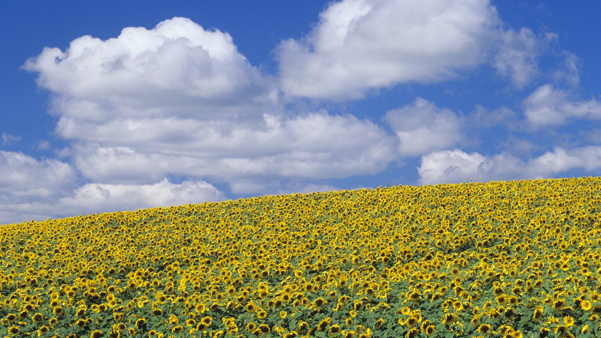 Sunflowers Austin Manitoba Canada [1920x1200] r/wallpapers