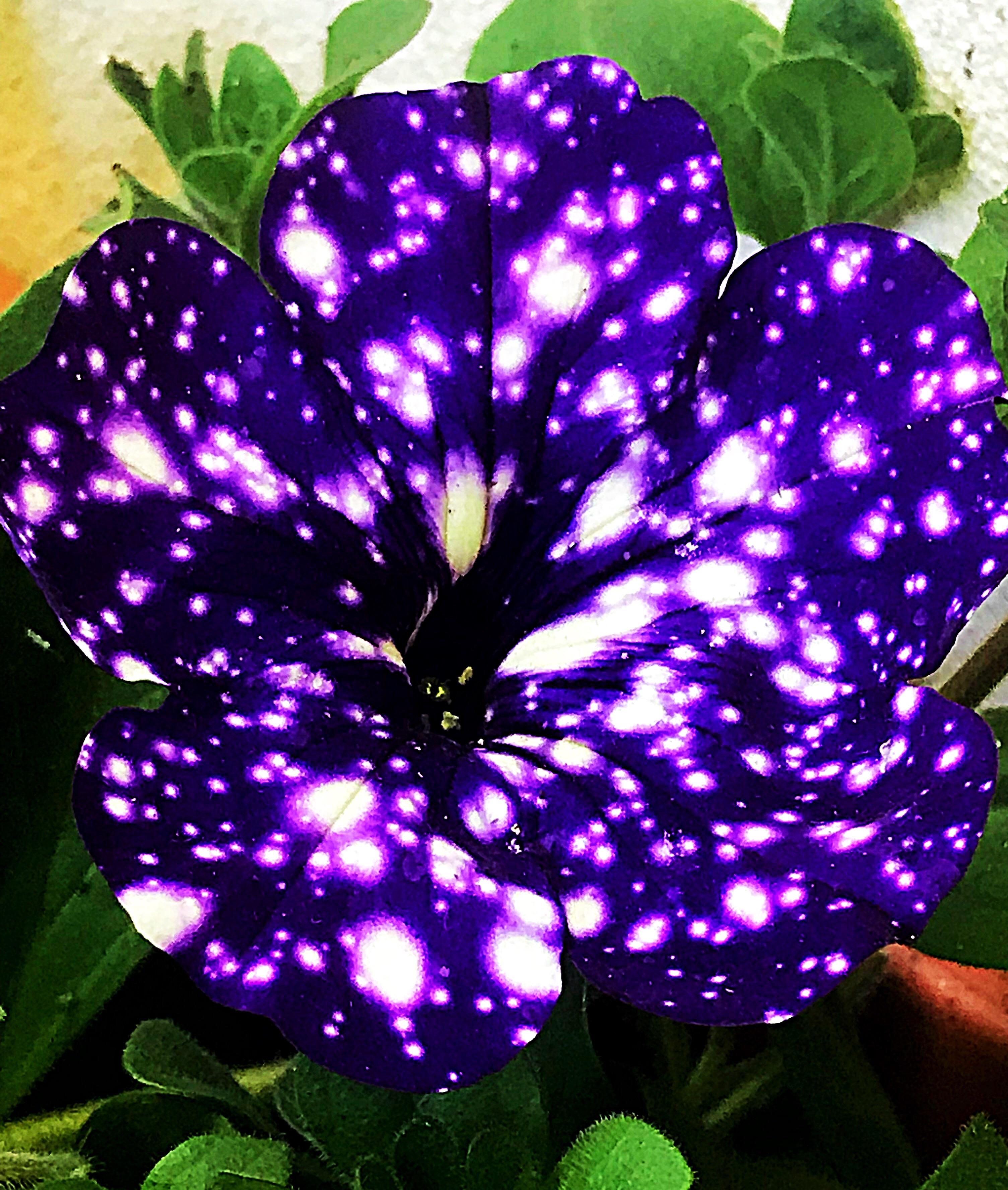 128 best Night Sky Petunia images on Pholder Gardening, Pics and