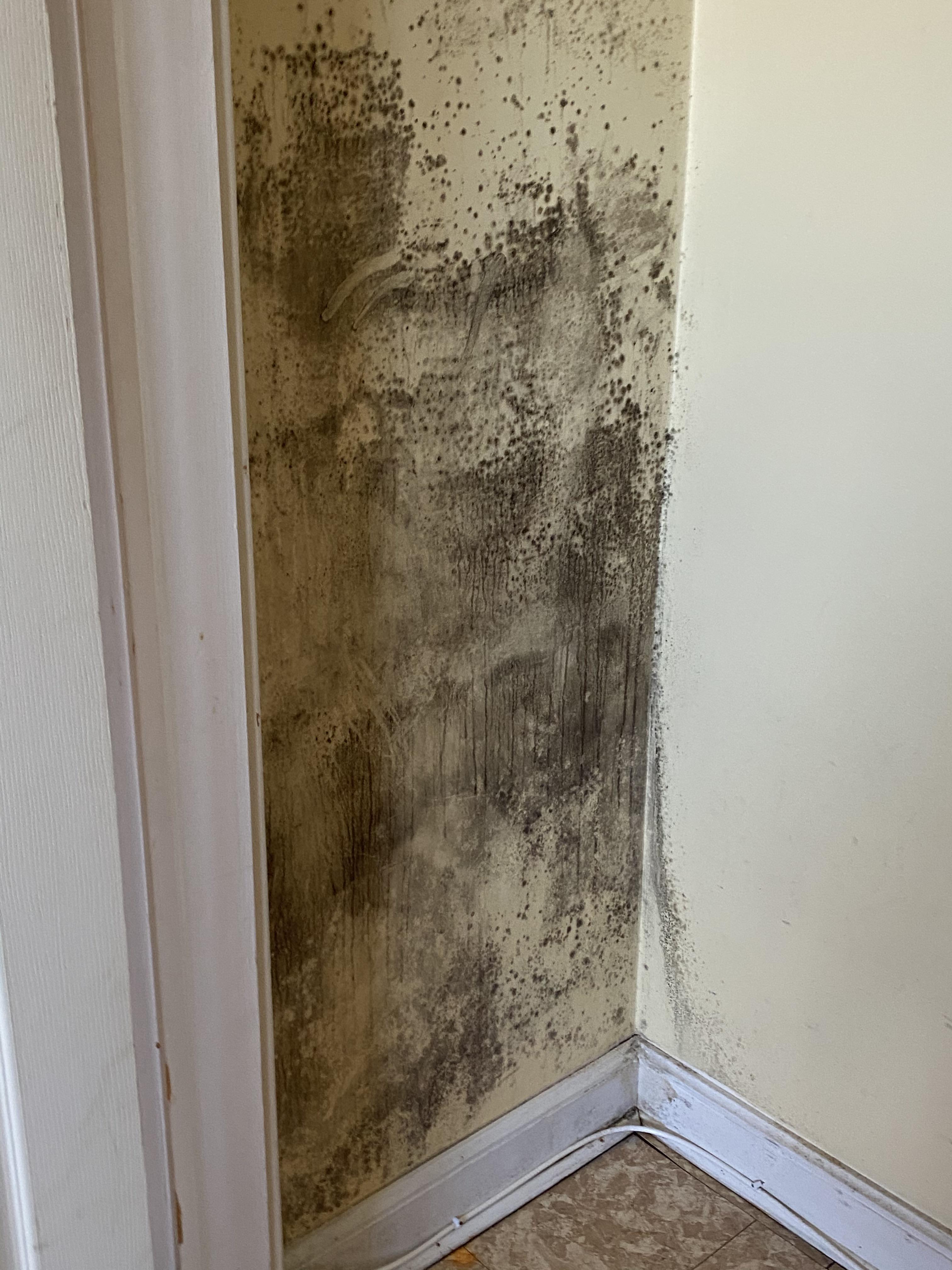 Just evicted tenants from a home I just bought and found mold like this