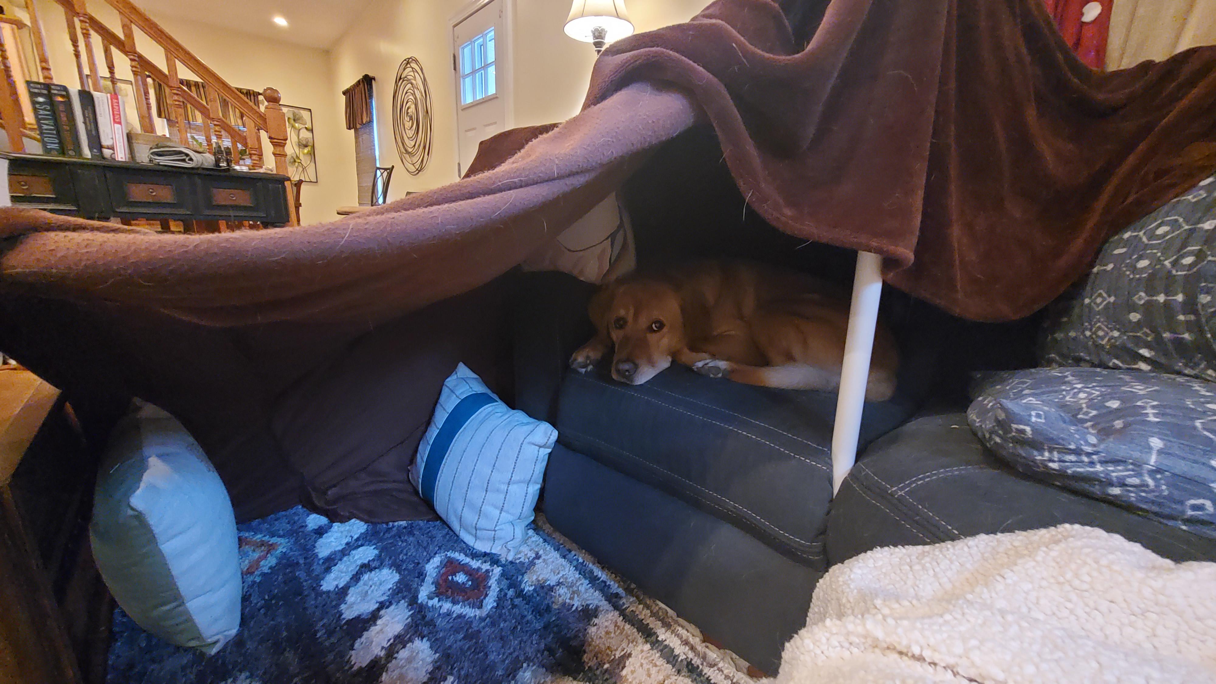 I built a pillow fort for my dog after a stressful day. I think he