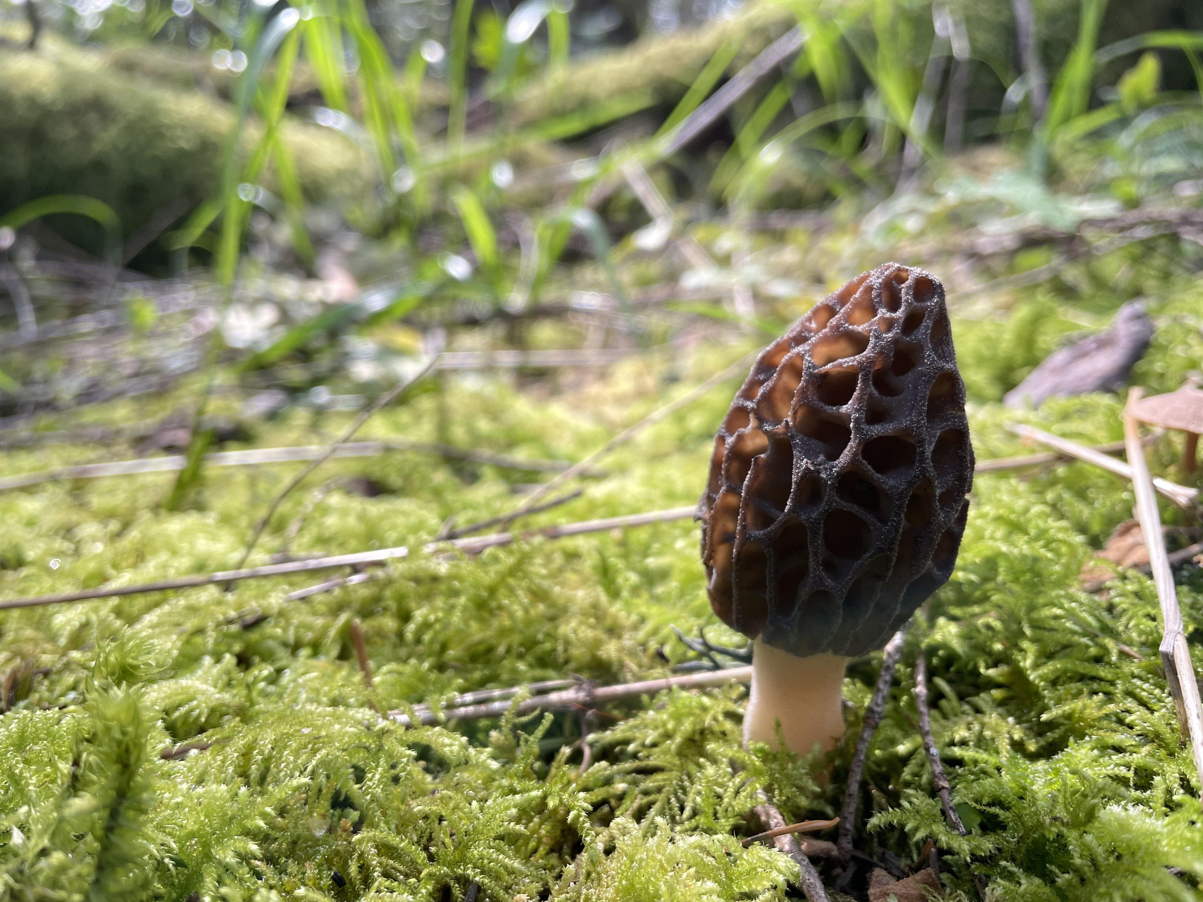 A morel! (Vancouver Island, BC) r/MushroomPorn