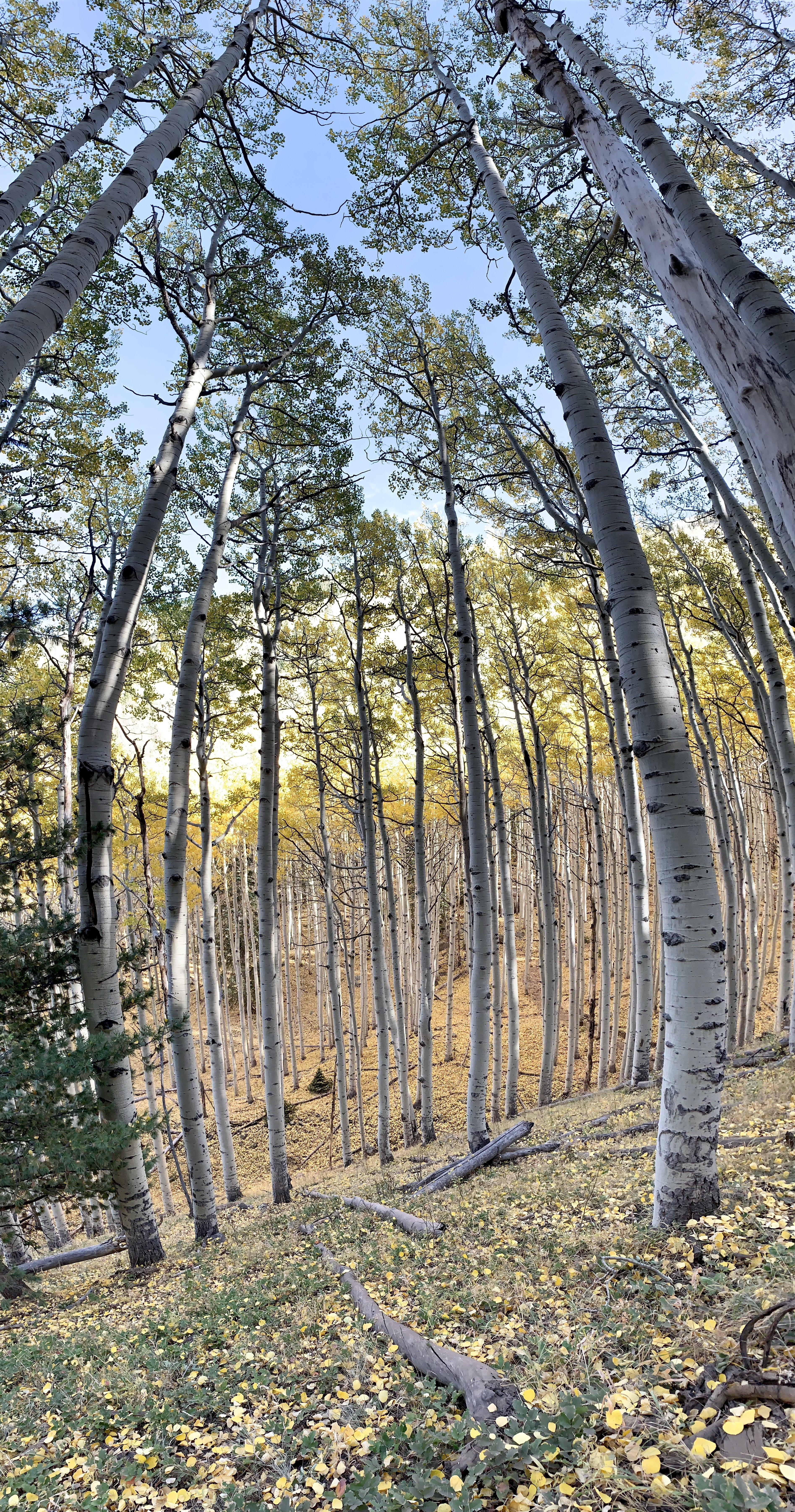 A brief history arizona