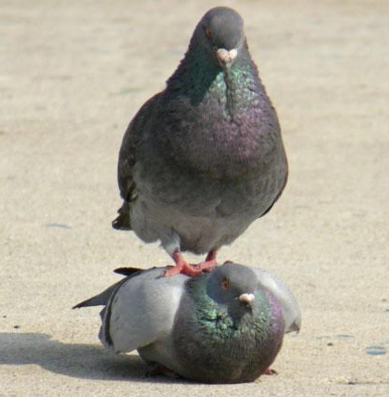 Pigeon r/pigeon
