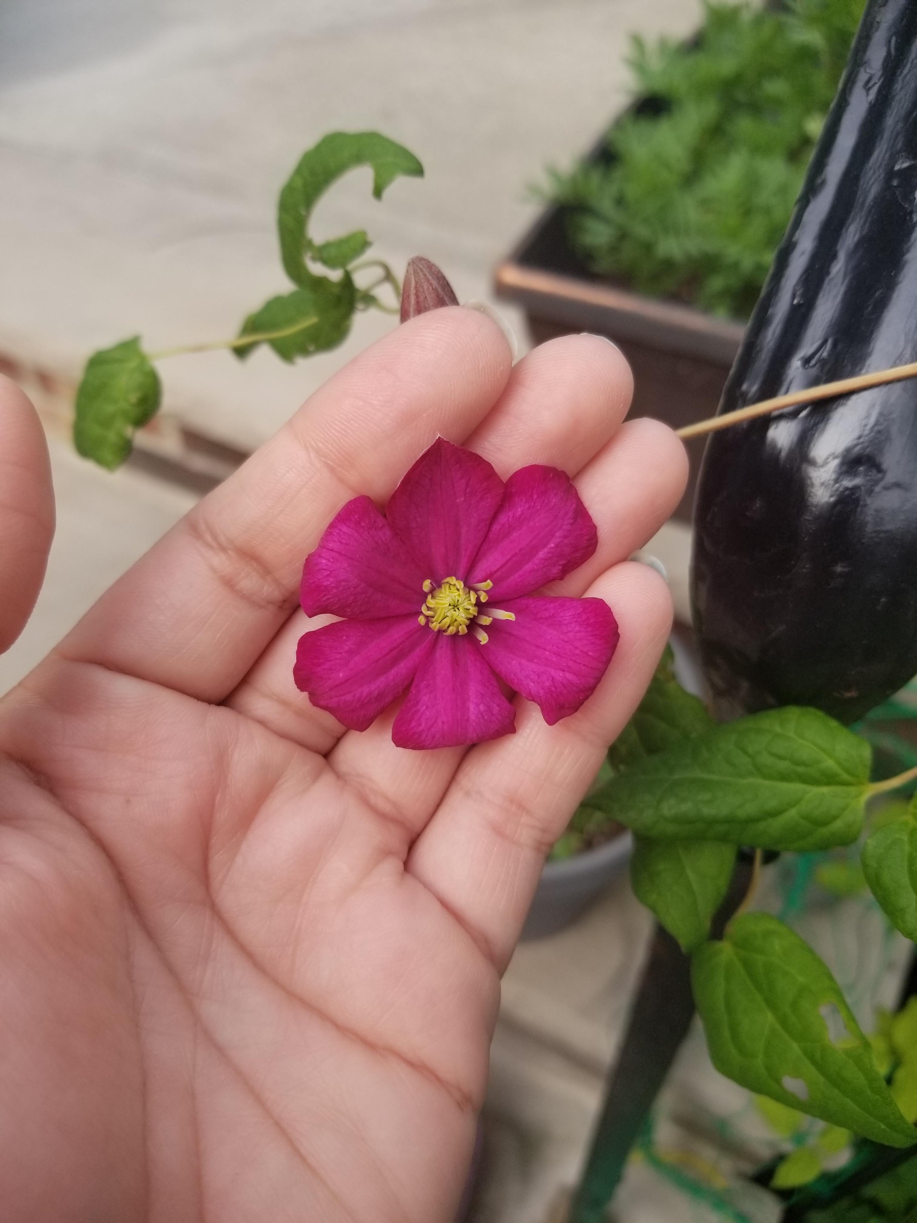 why are my clematis blooms so small this year? r/gardening
