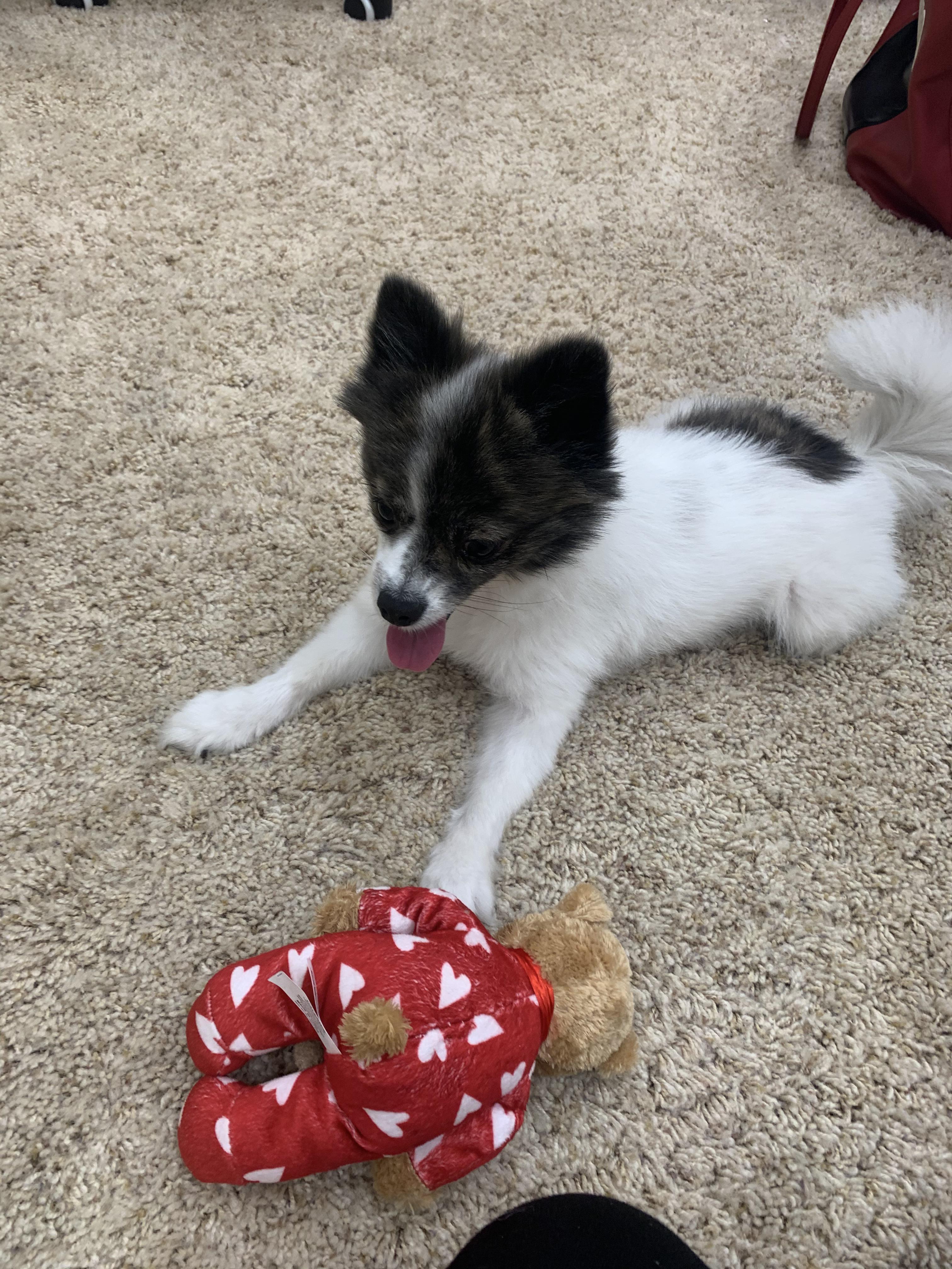 Coco plotting how to steal my shoes. r/Pomeranians