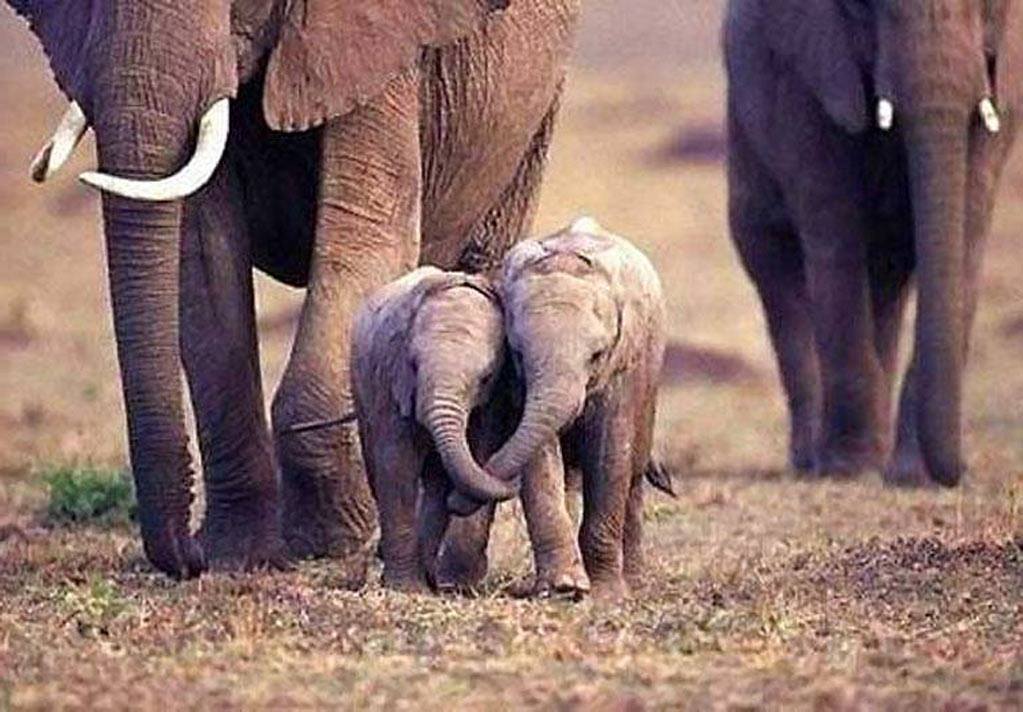 Baby elephants holding trunks. r/Nicehappystuff