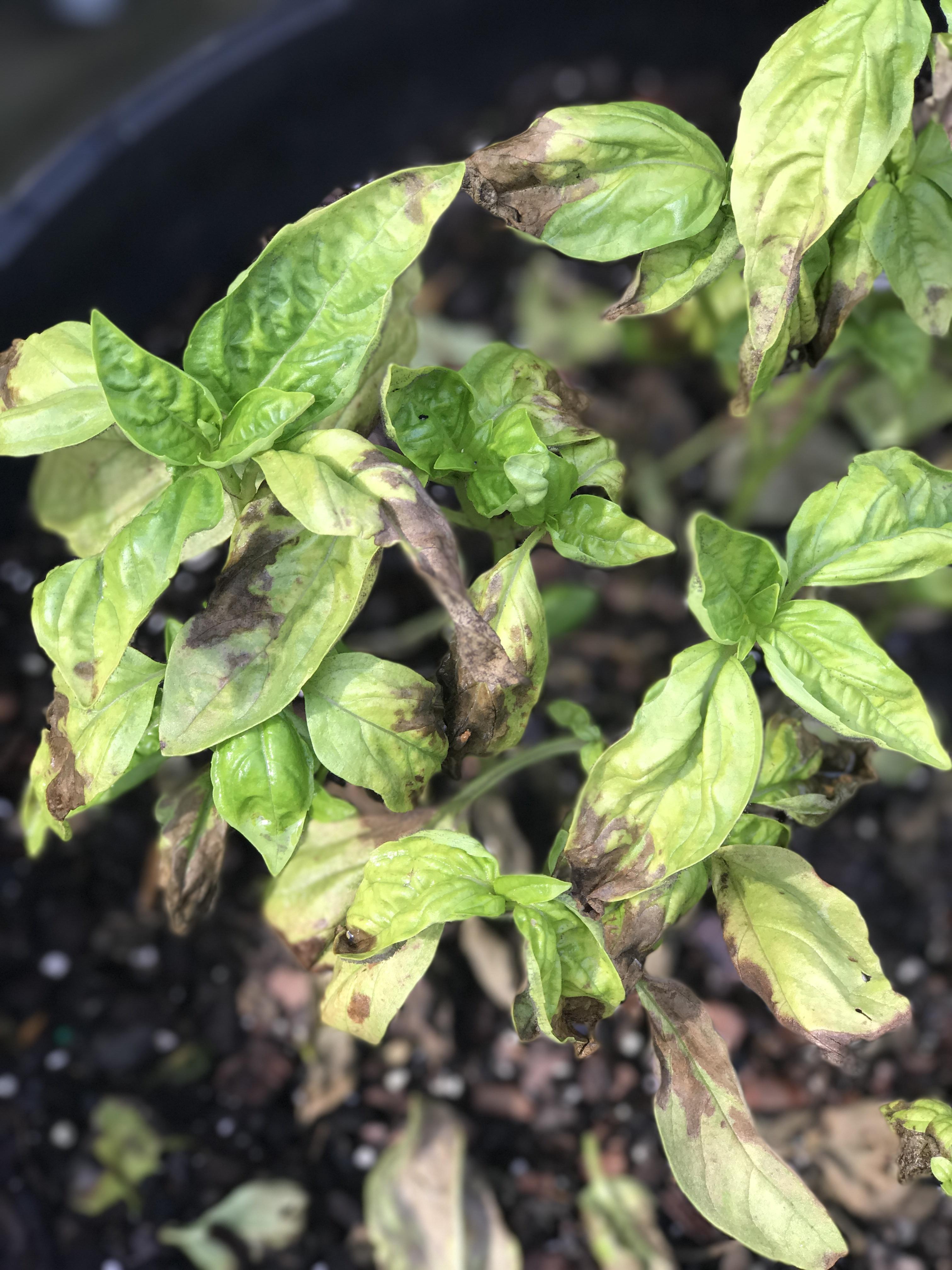 new to gardening this year, can anyone tell me what's up with this