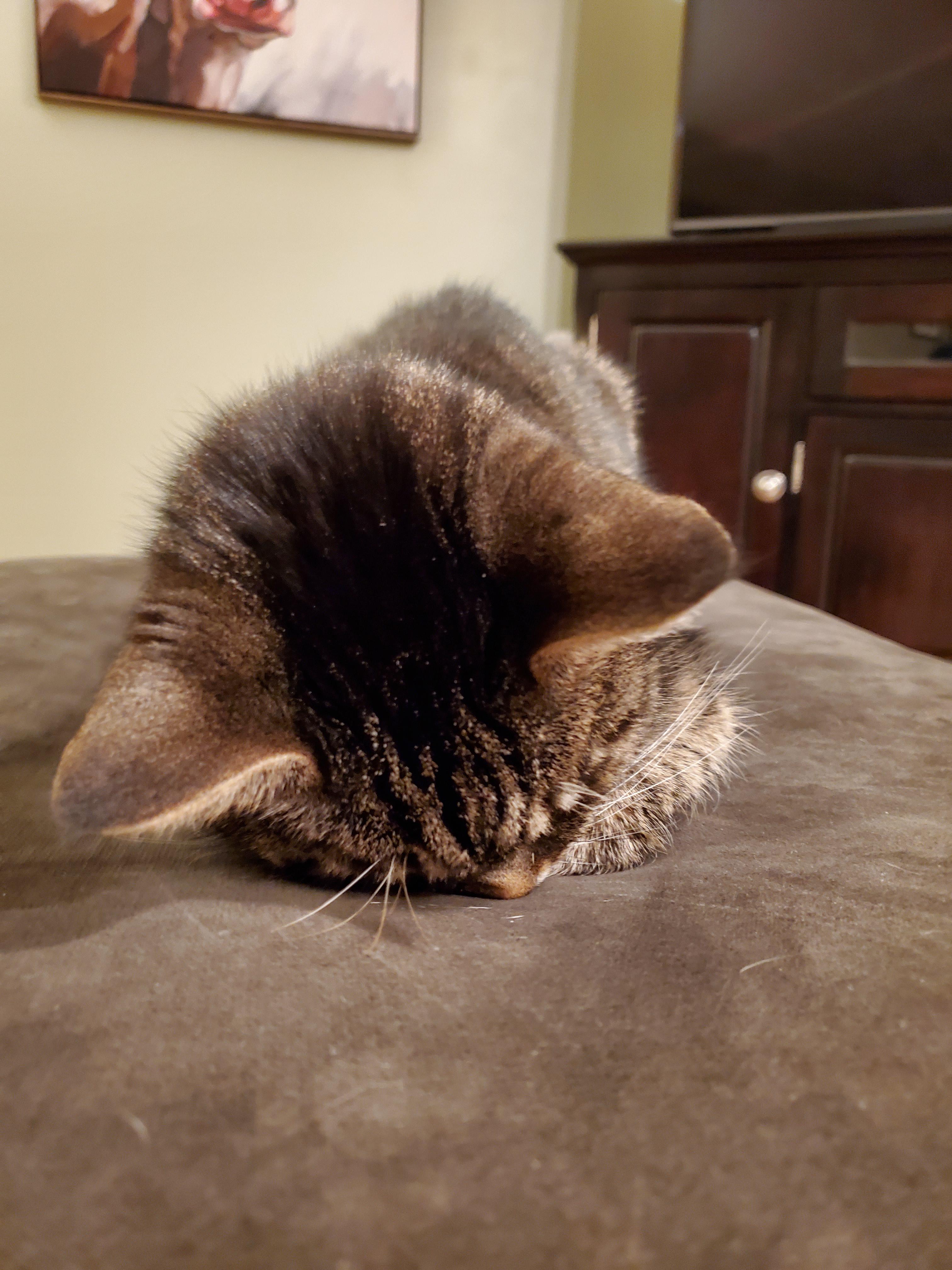 Anyone else's cat sleep face down? His face is usually more flat down
