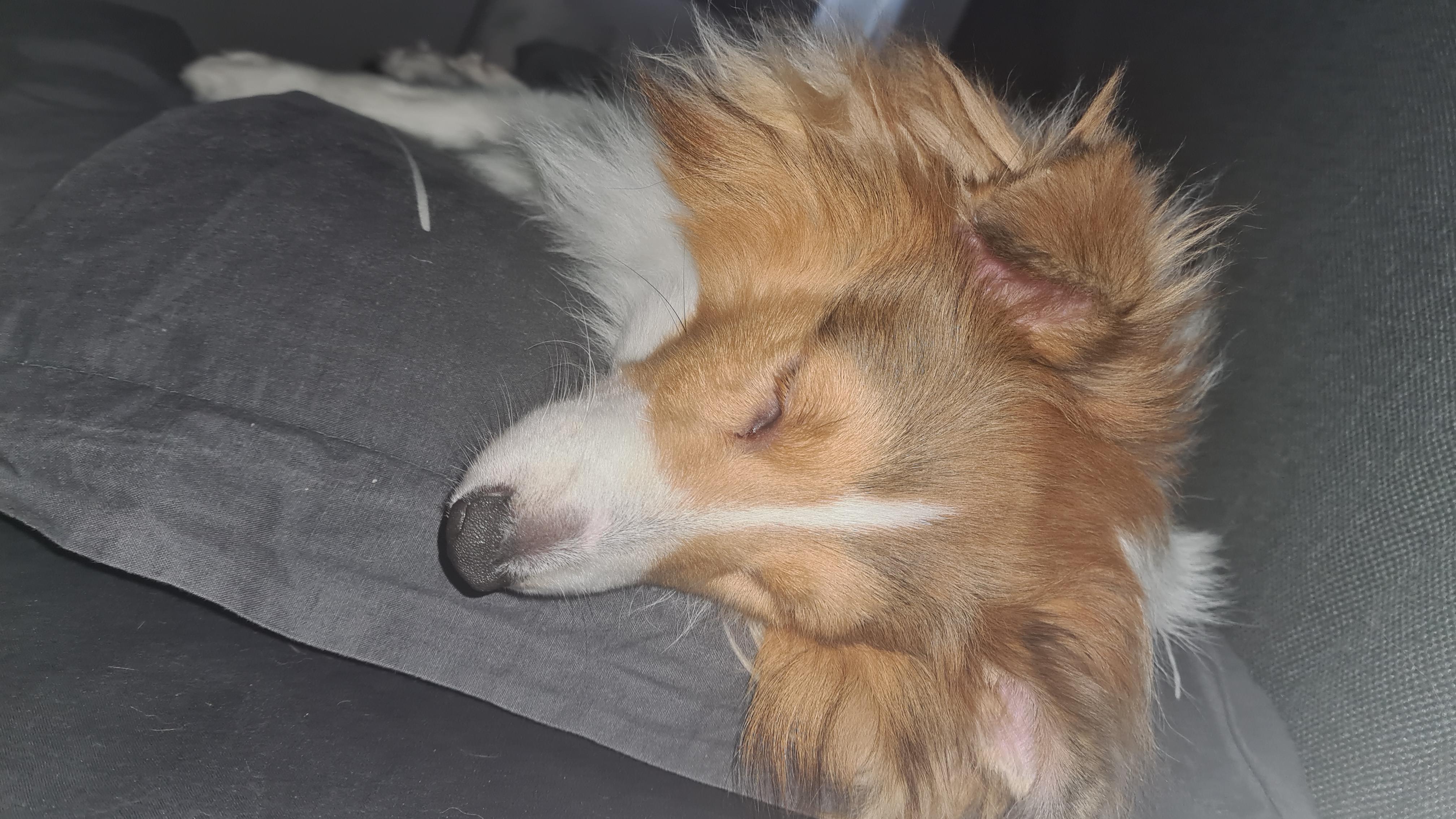 Sheltie using pillow as bed. Yes, that is my SO's pillow. r/sheltie