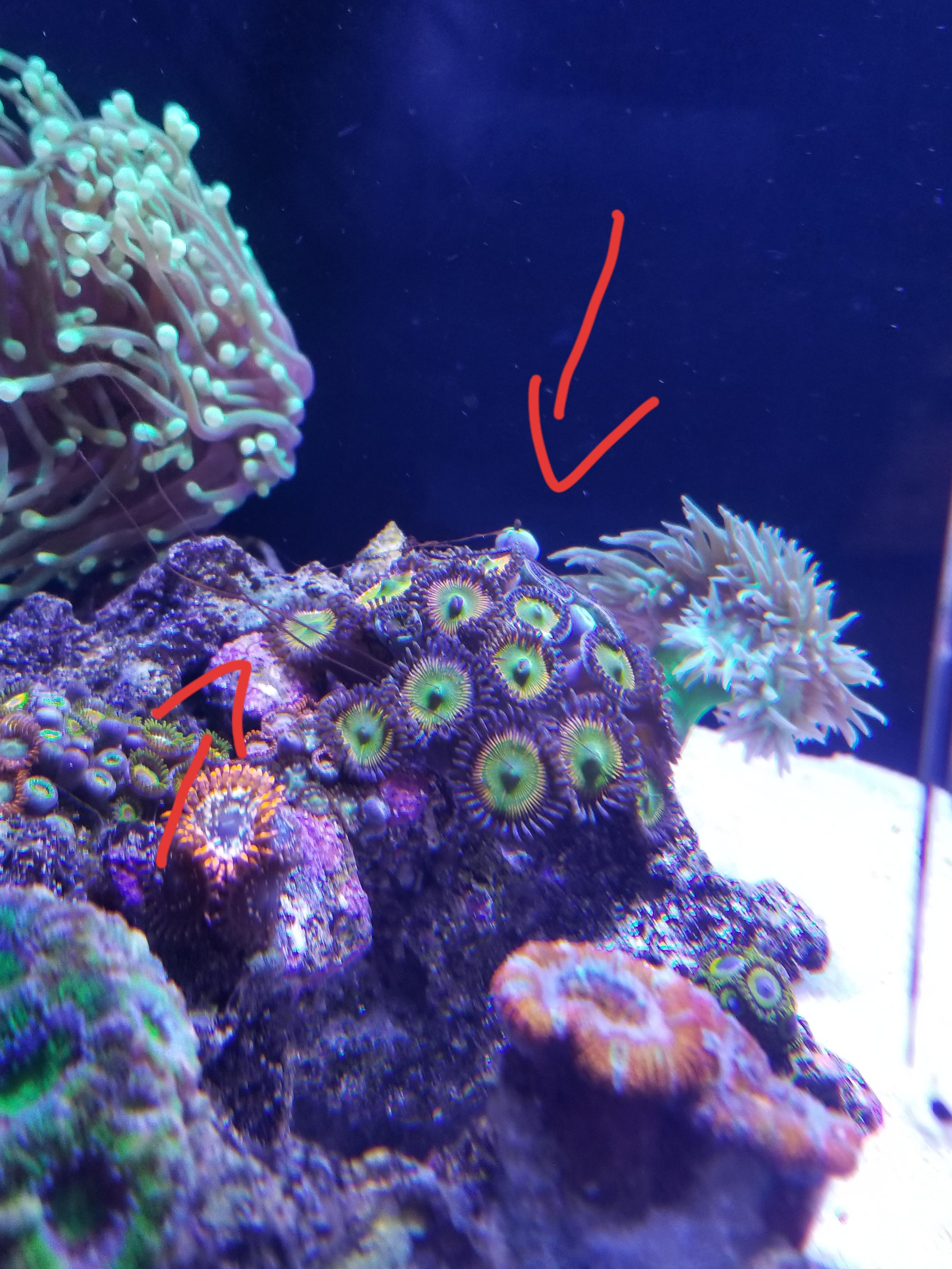 My sunny d zoas are expelling what I believe to be (excess