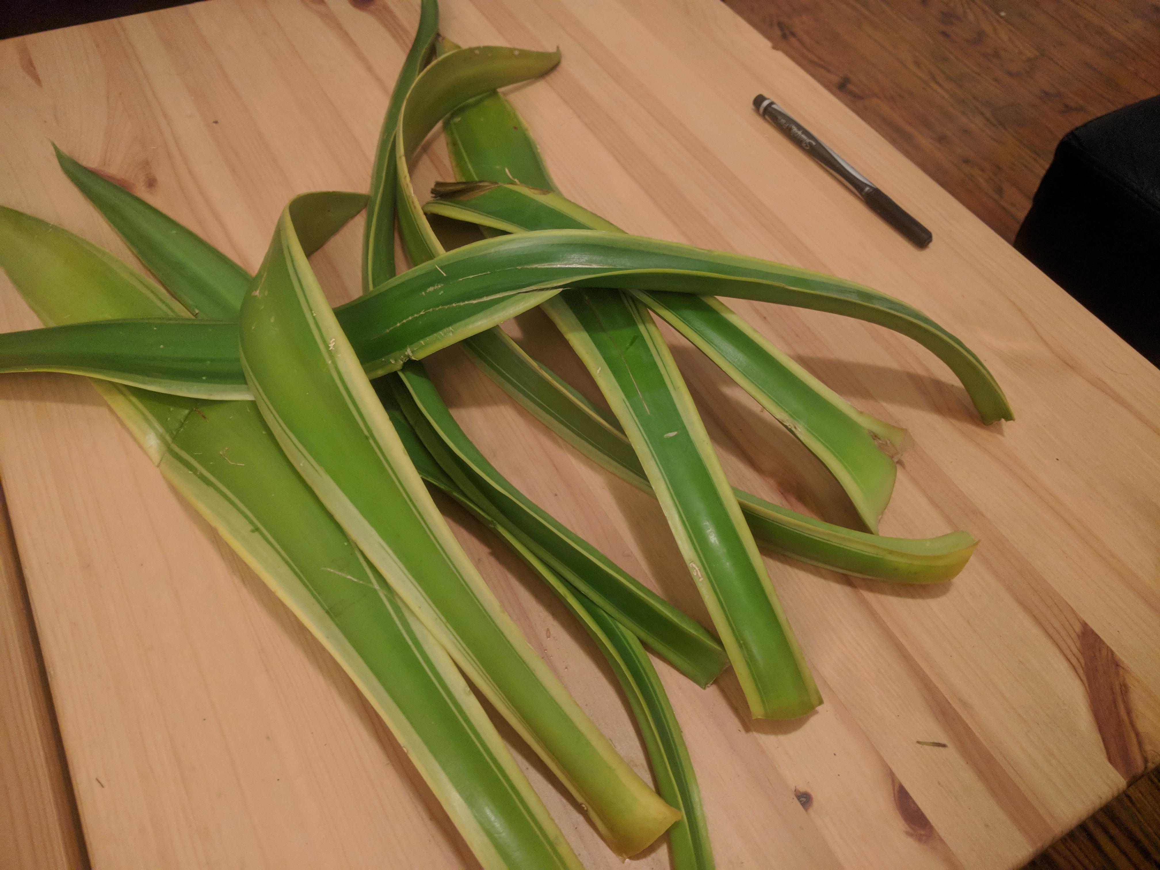 Can I do anything with these agave leaf cuttings?? r/succulents