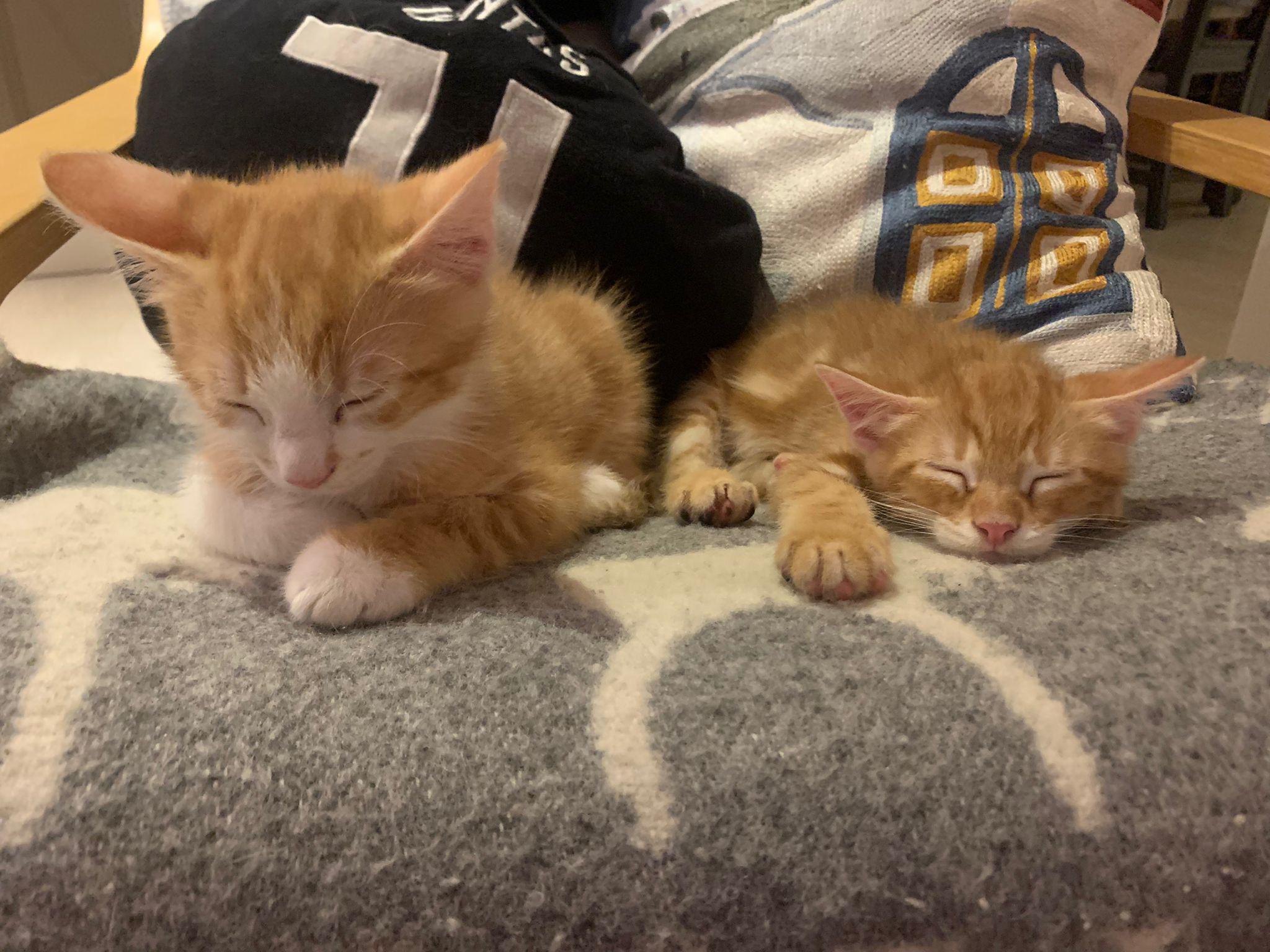 Rough Life being a kitten 😴 r/Kitten