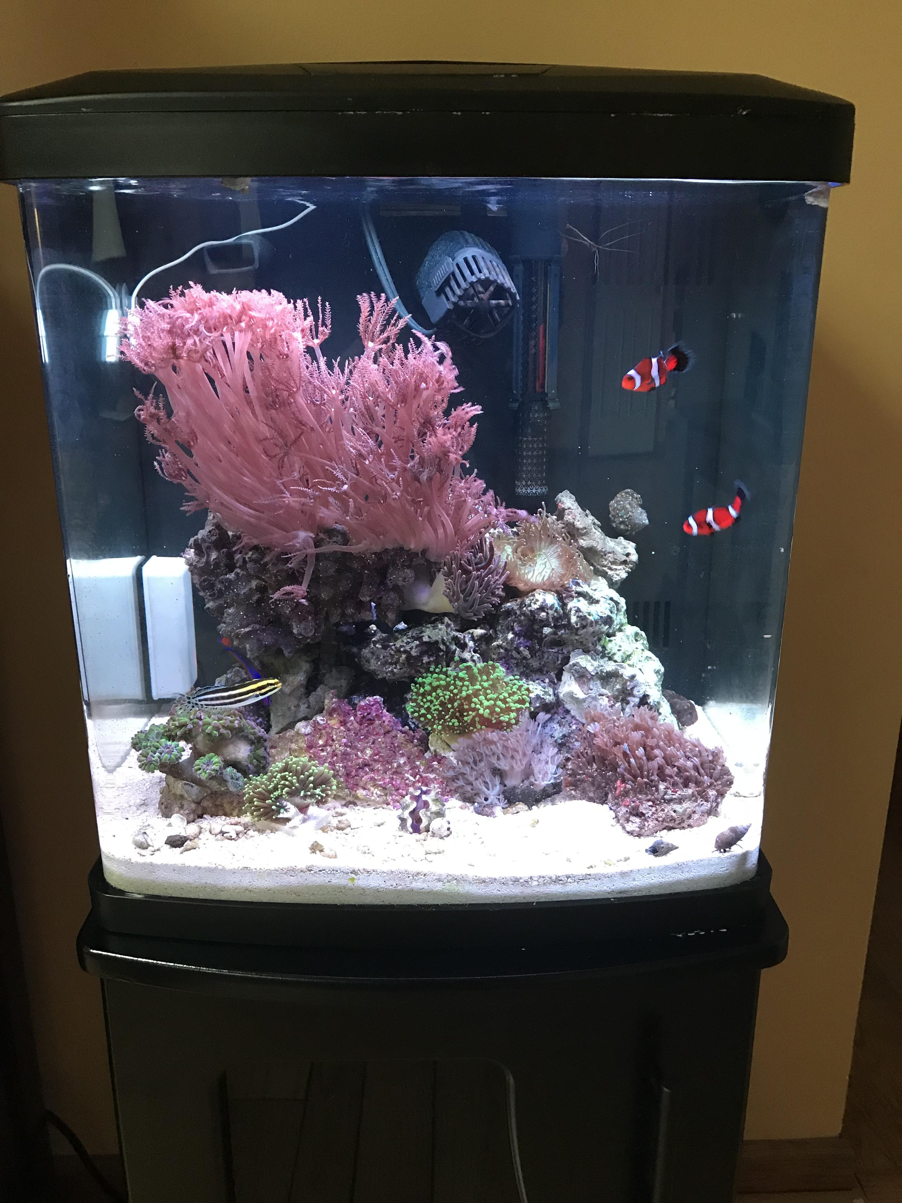 My clowns loving their new tank! r/Aquariums