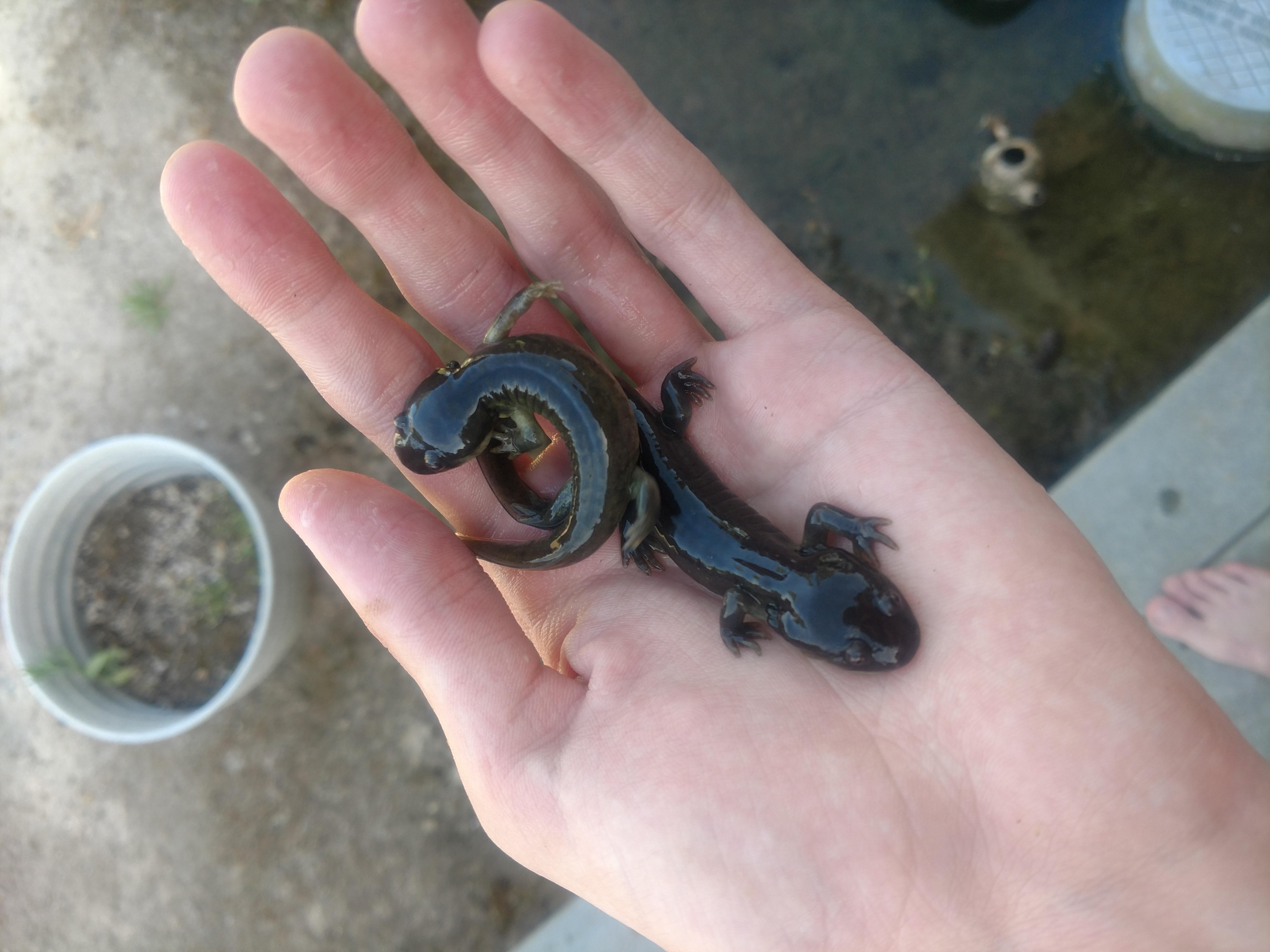 I found these two salamanders in my front yard, they come here every