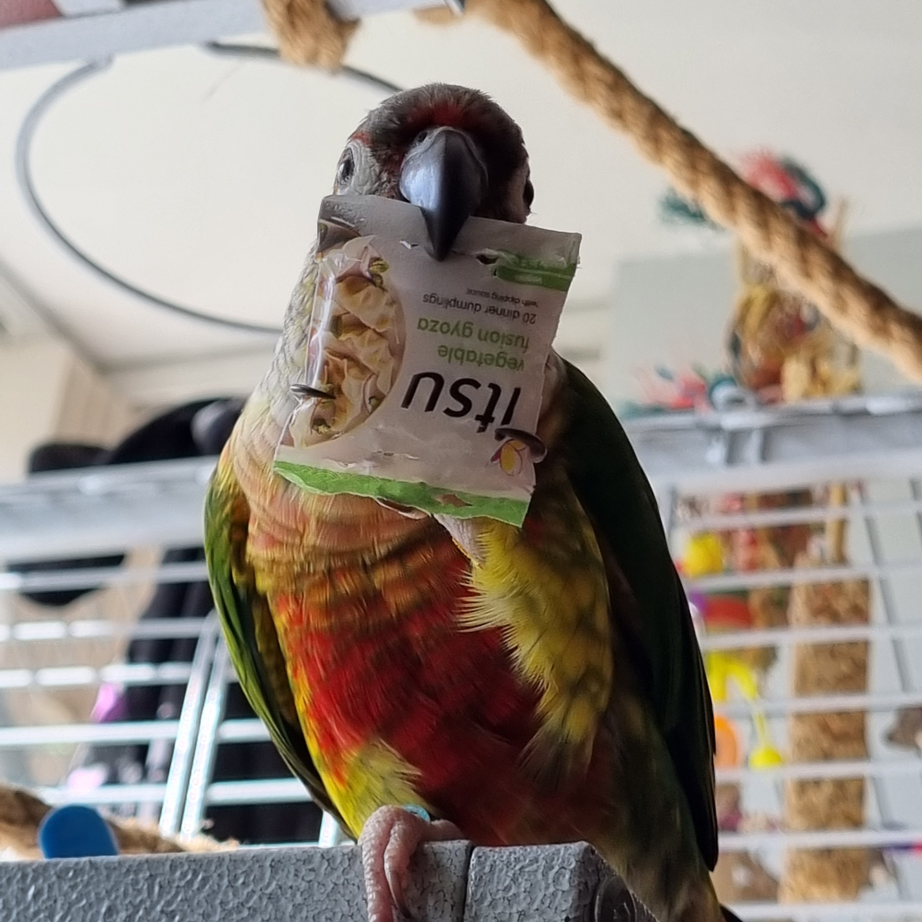 Anyone else a fan of Mini Brands? r/Conures