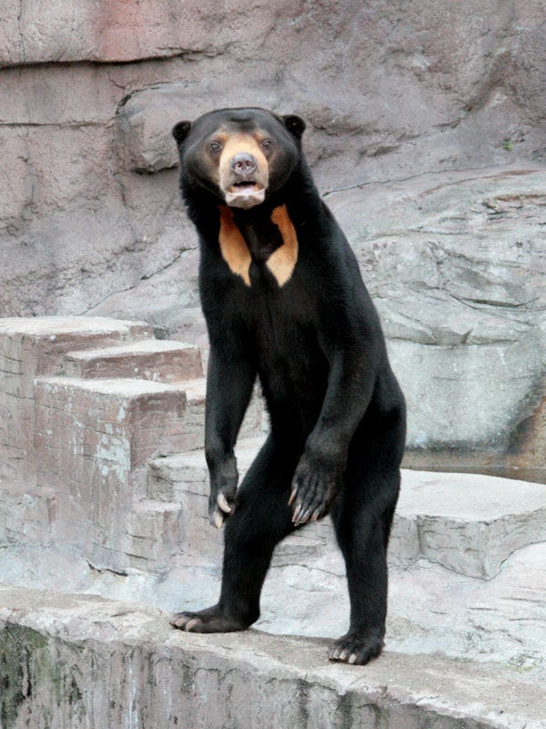 This Sun Bear r/oddlyterrifying