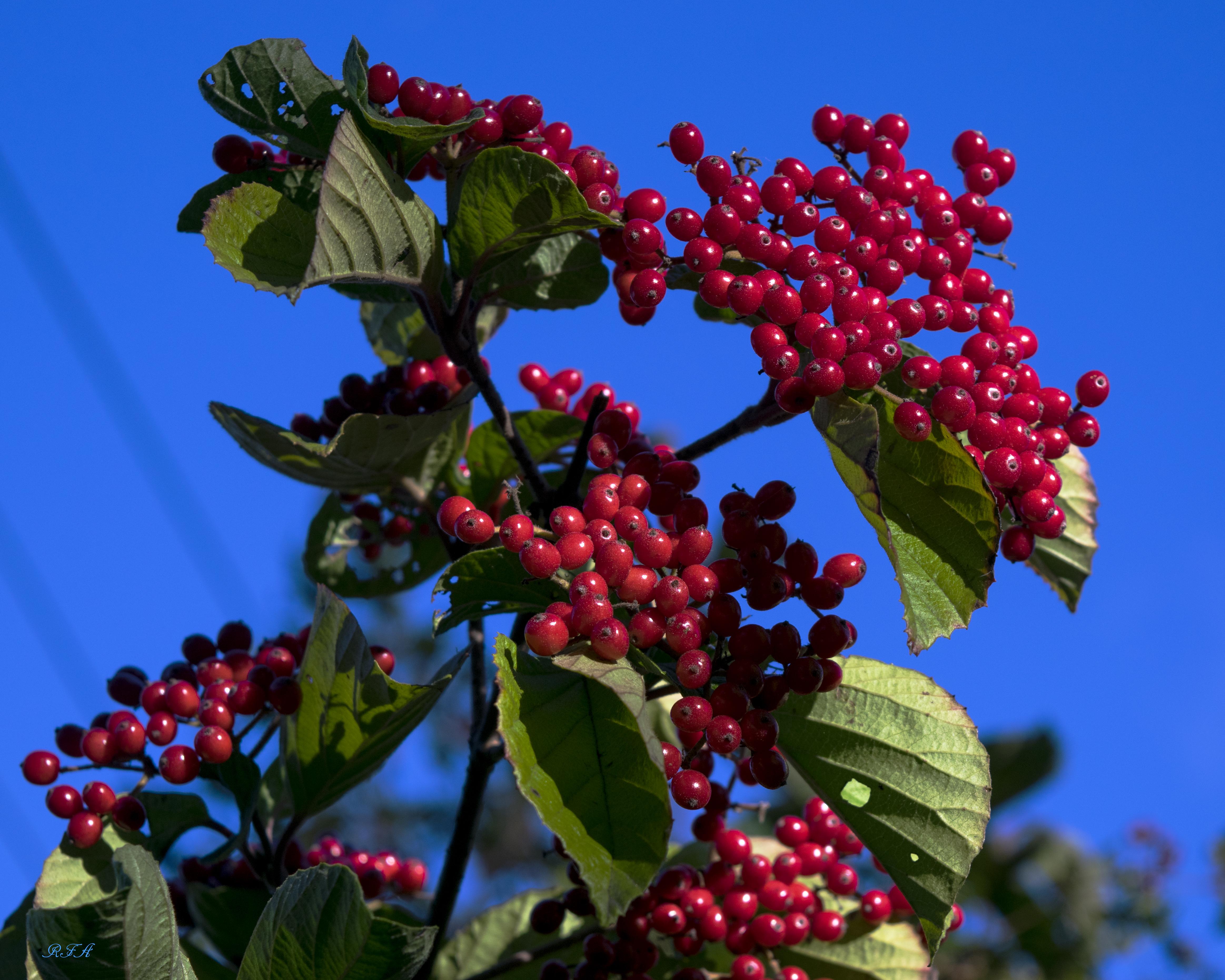 Anyone recognize these berries? Taken in NY yesterday whatsthisplant