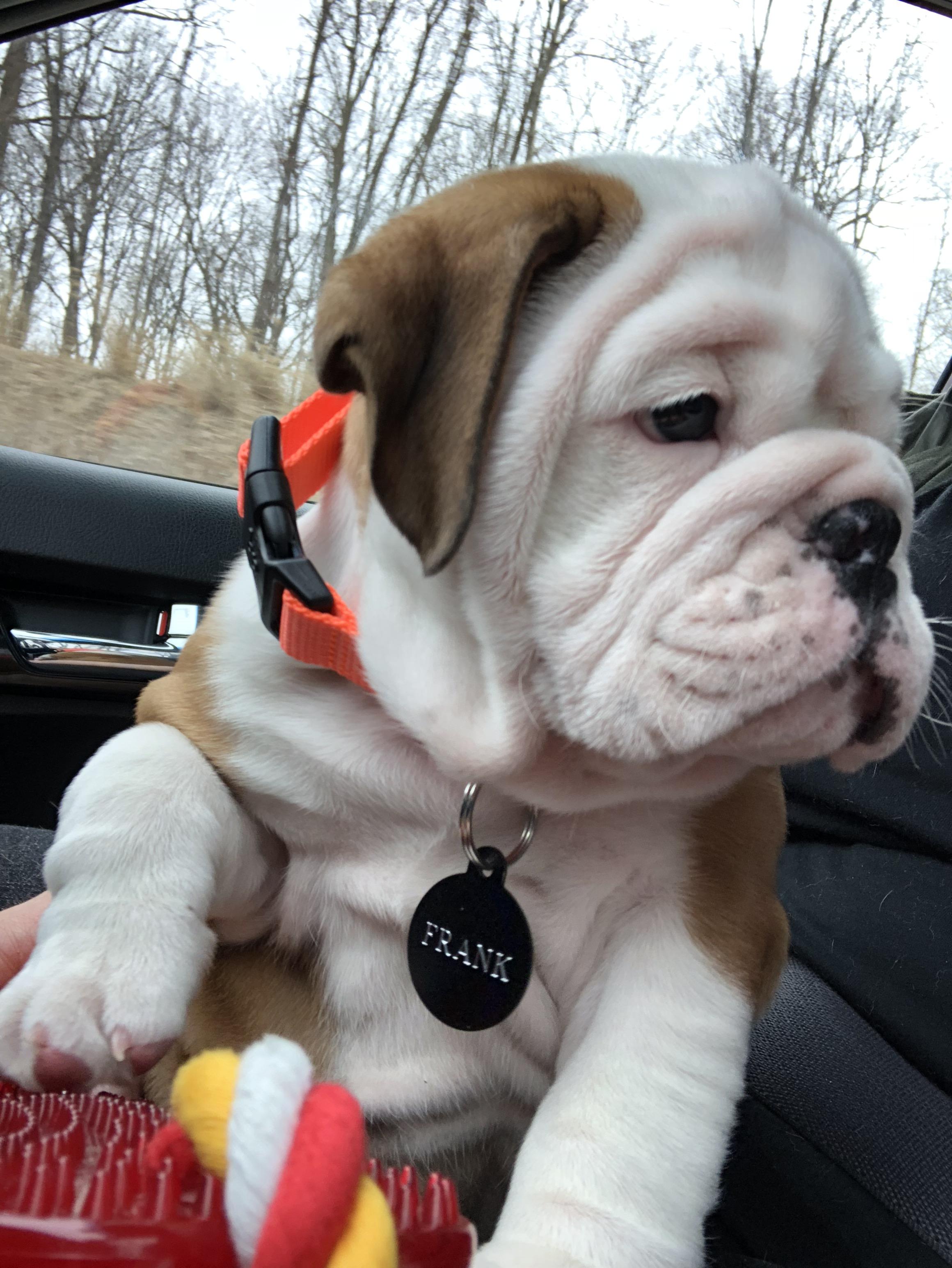 Reddit, meet Frank. Our family’s first dog. r/Bulldogs