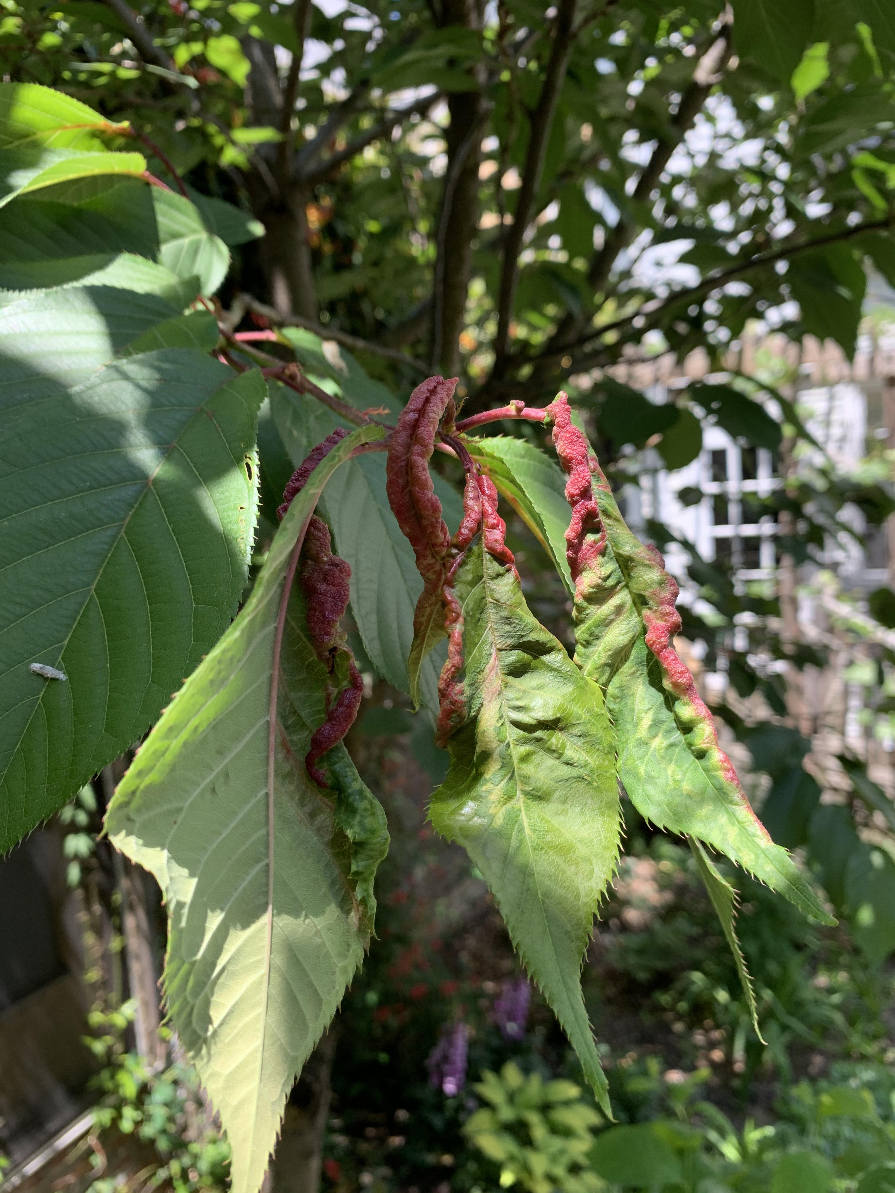 Some leaves on my cherry tree are curling up and turning red and rigid
