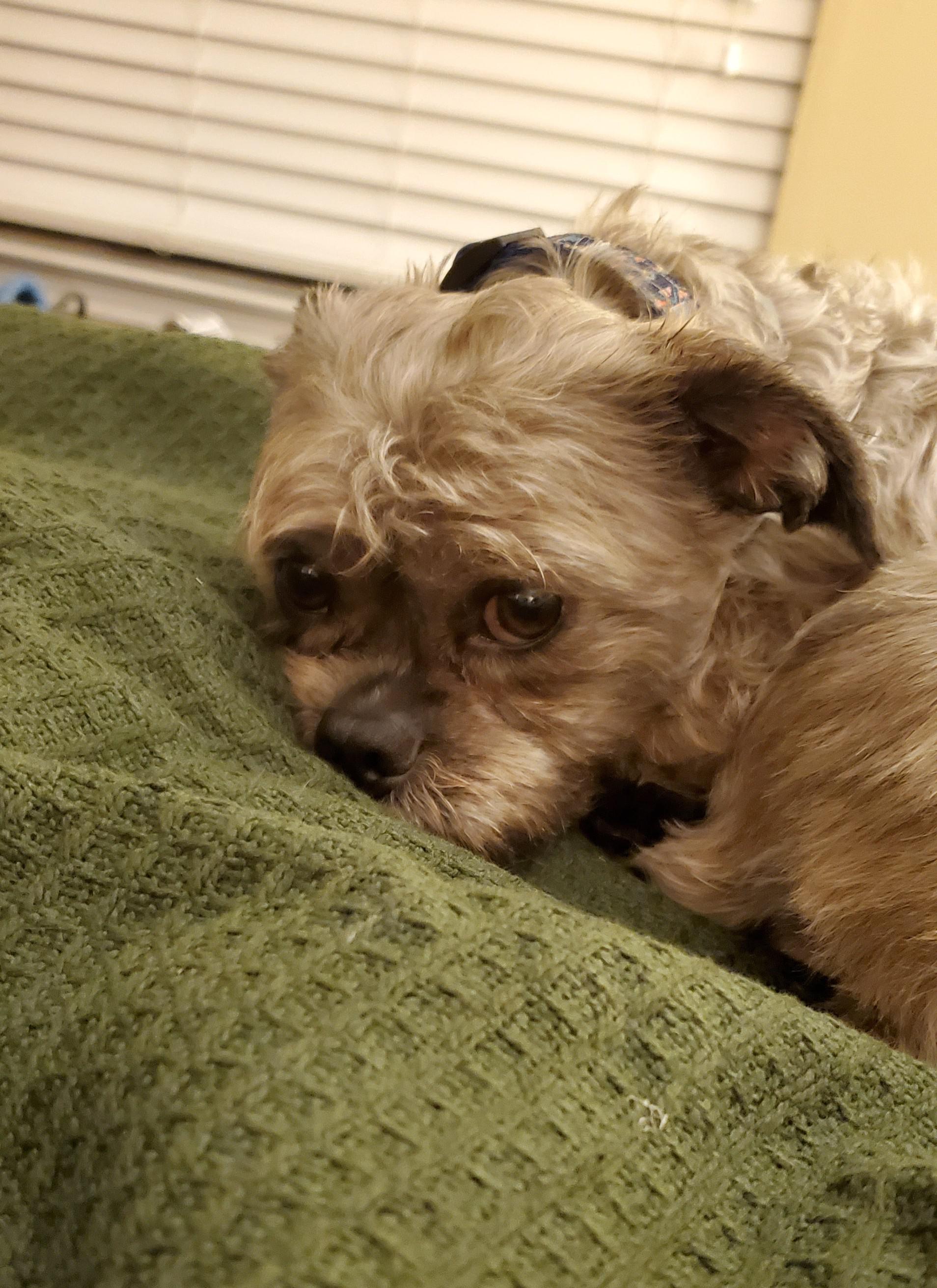 Fall Arhaus blanket is Louie approved though his favorite is still the