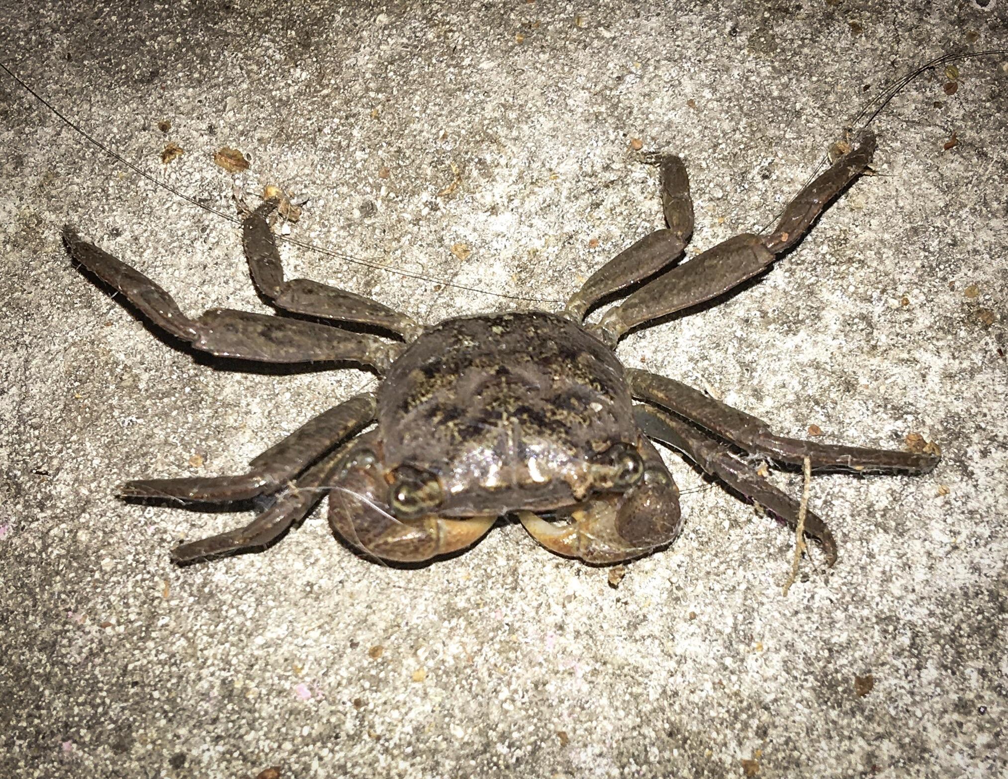 Central Florida looks like the offspring of a crab that mated with a
