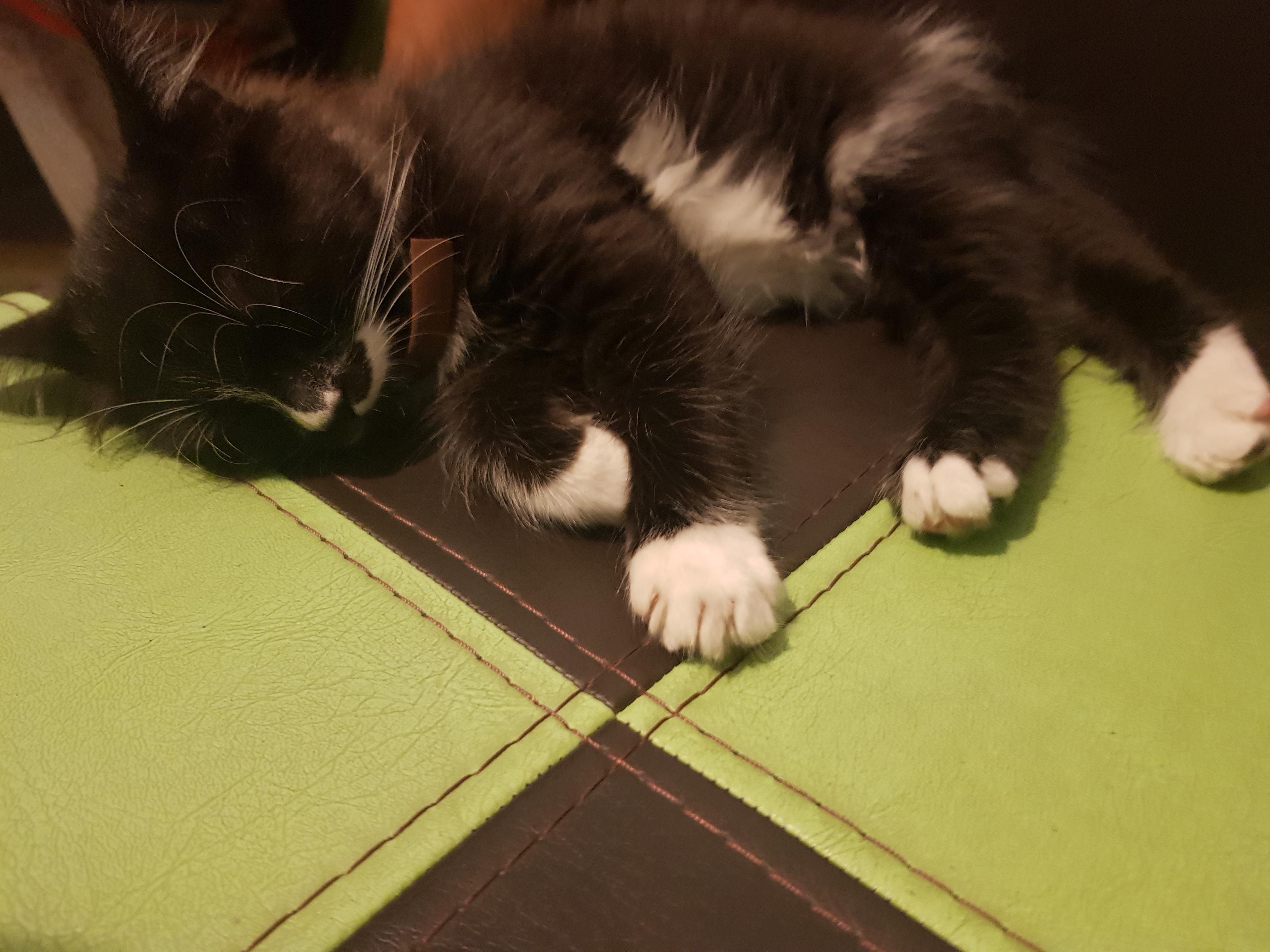 I got a kitten yesterdayy, i did some research. But if you think there