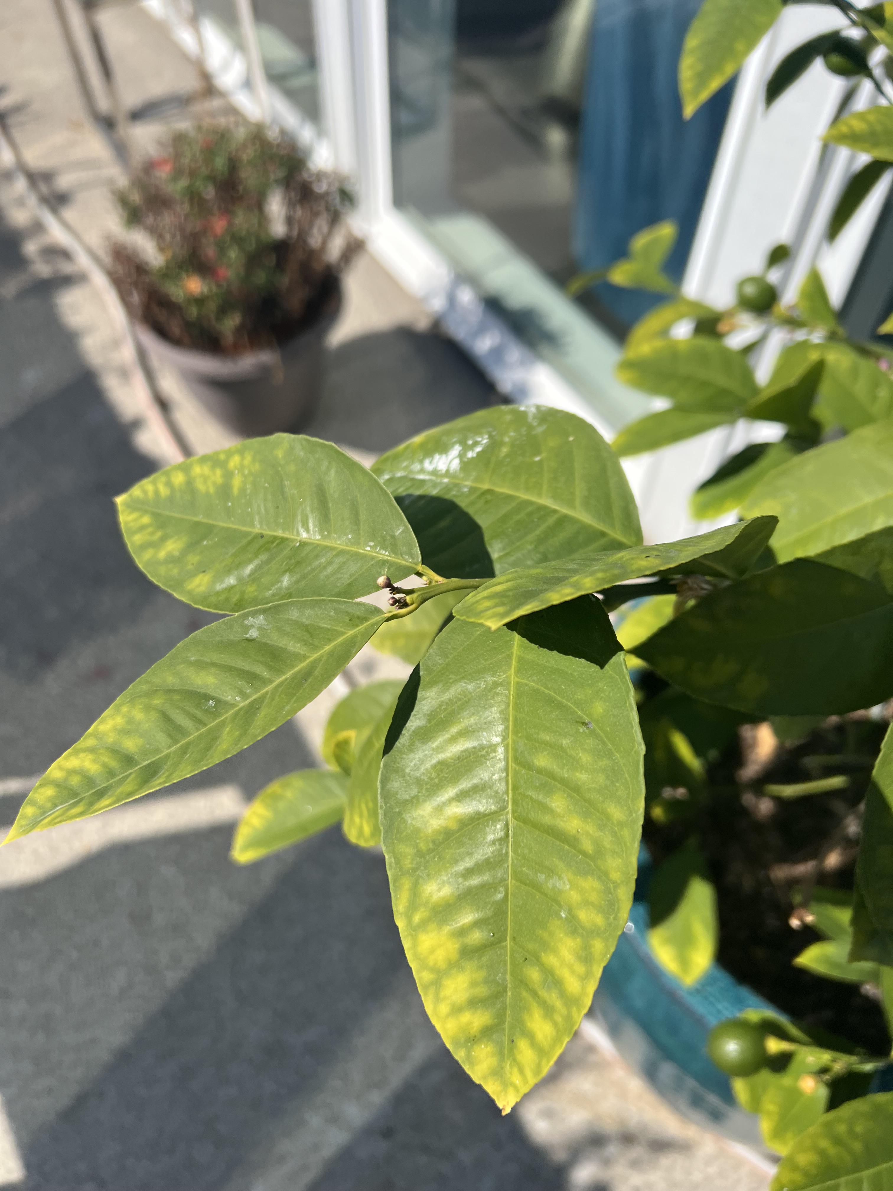 Meyer Lemon Tree Nutrient Deficiency? r/Citrus